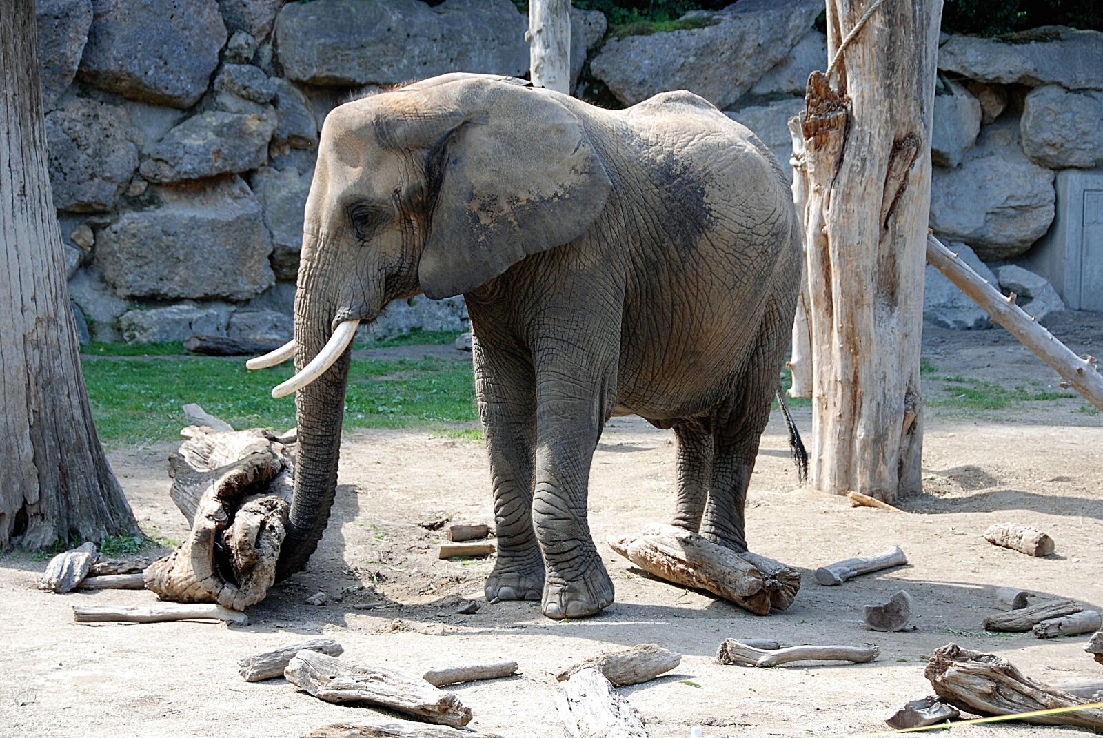 Nikon D80 sample photo. Elephant, zoo, pachyderm photography
