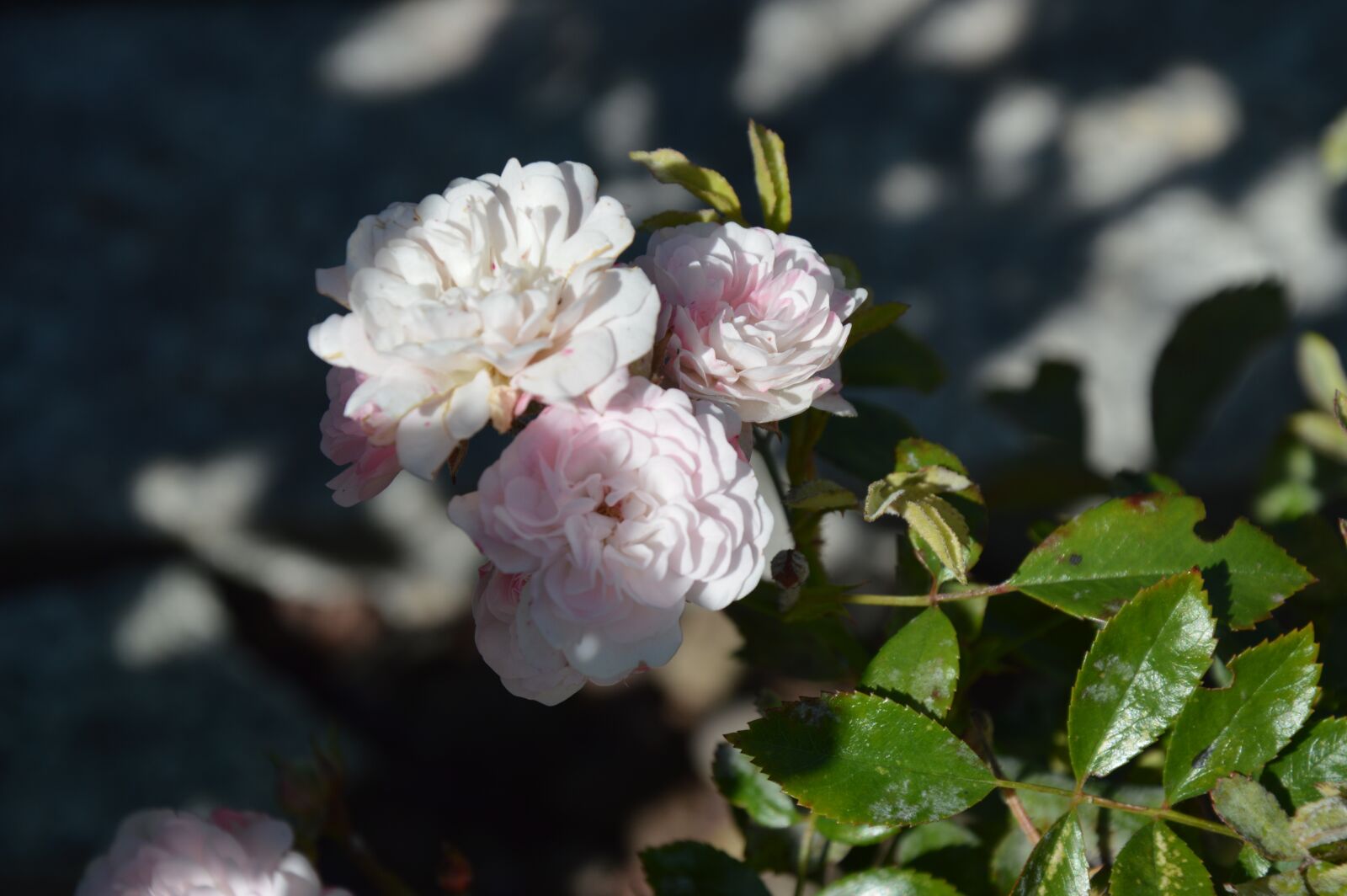 Nikon D3200 sample photo. Rose, pink, plant photography