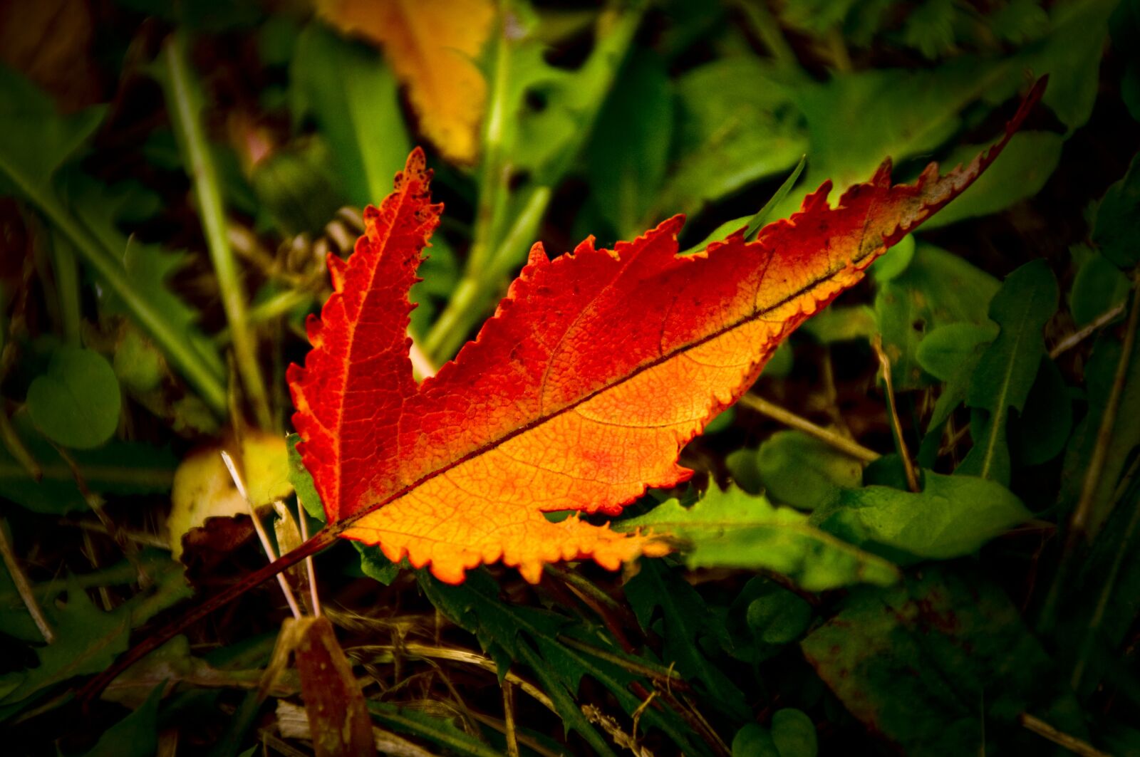 Nikon D300 sample photo. Rather critical, akiba, autumn photography
