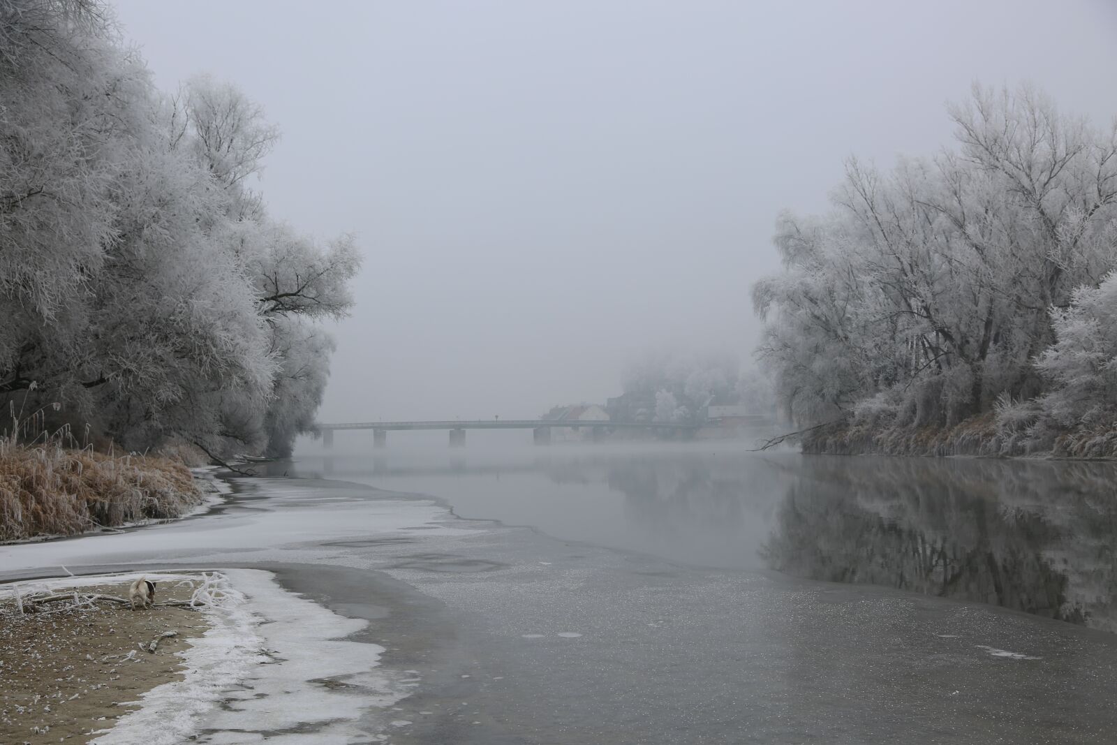 Canon EF 24-105mm F4L IS USM sample photo. Ripe, hoarfrost, cold photography