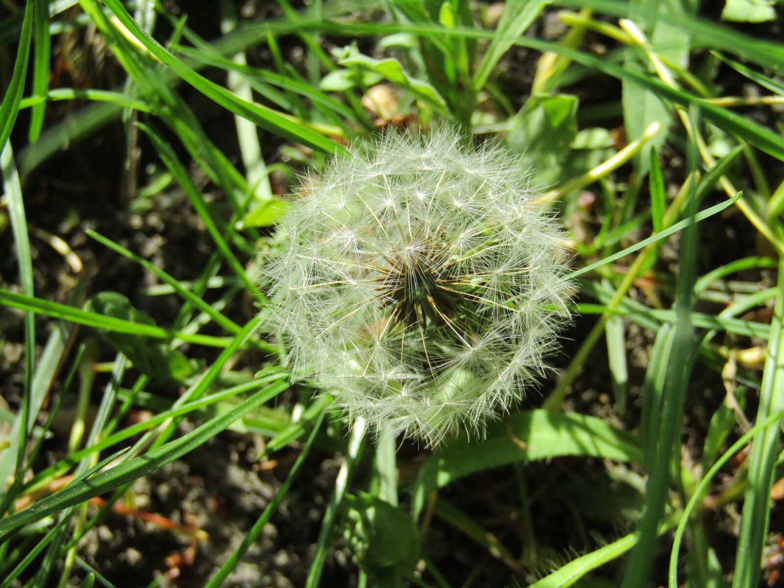Canon PowerShot SX410 IS sample photo. Dandelion, flower, nature photography