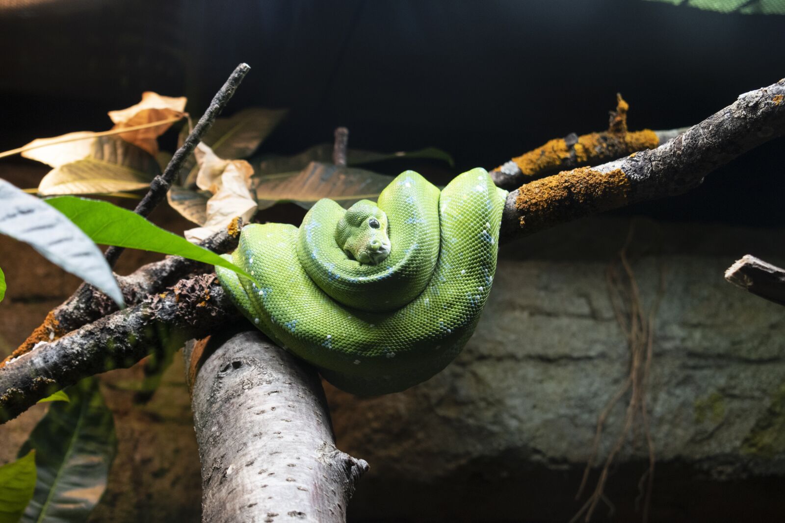 Nikon D3500 sample photo. Snake, terrarium, reptile photography