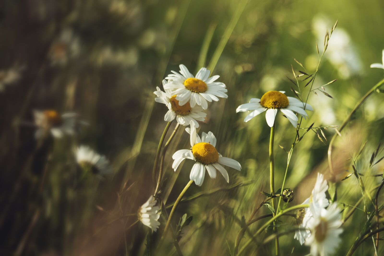 Canon EF-S 55-250mm F4-5.6 IS STM sample photo. Summer, camomile, heat photography