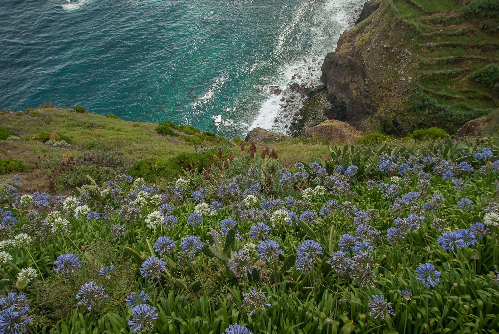 Pentax K10D sample photo. Madeira, cliffs, agapanthes photography