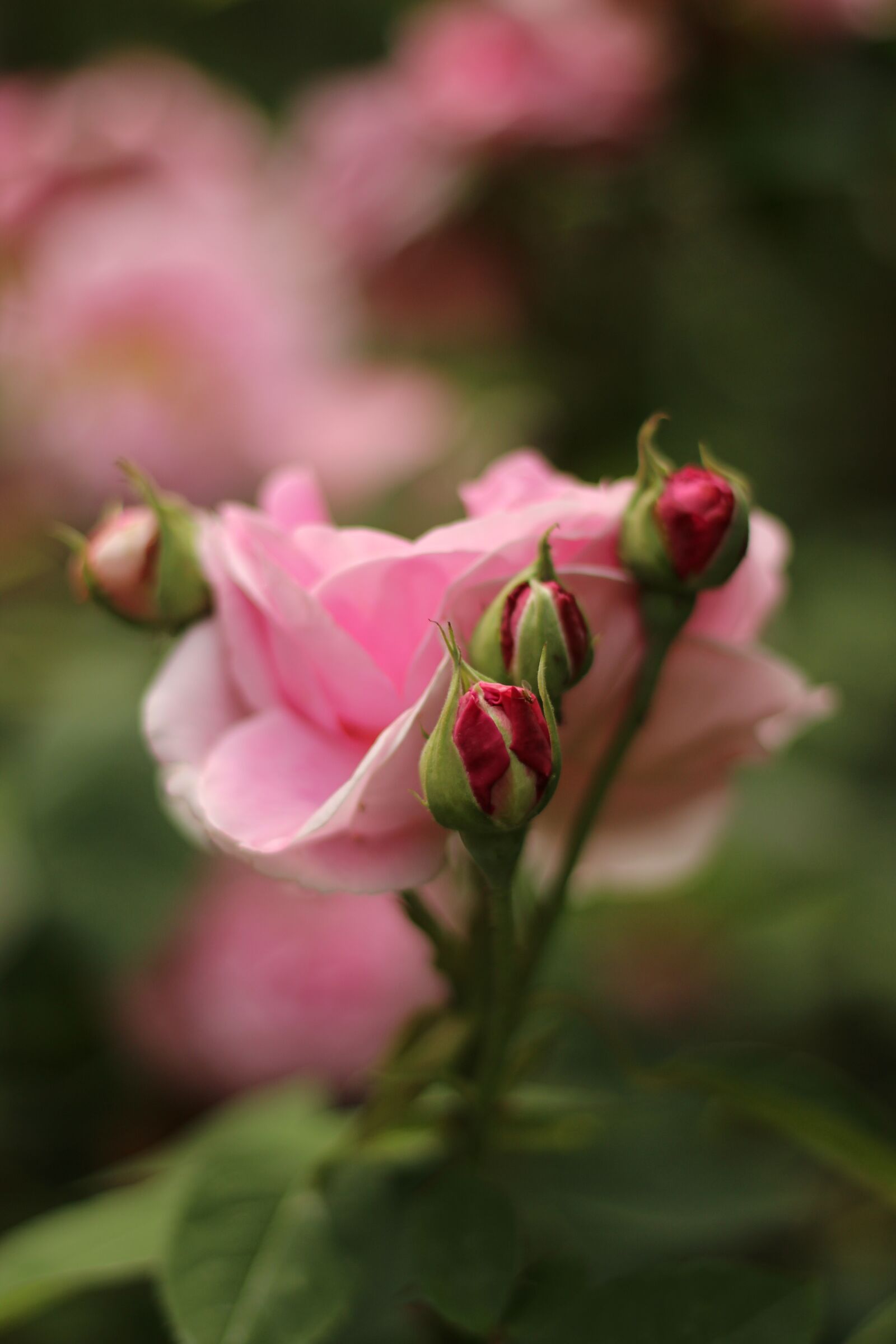 Canon EOS 600D (Rebel EOS T3i / EOS Kiss X5) + Canon EF 50mm F1.8 II sample photo. Rose, spring, garden photography