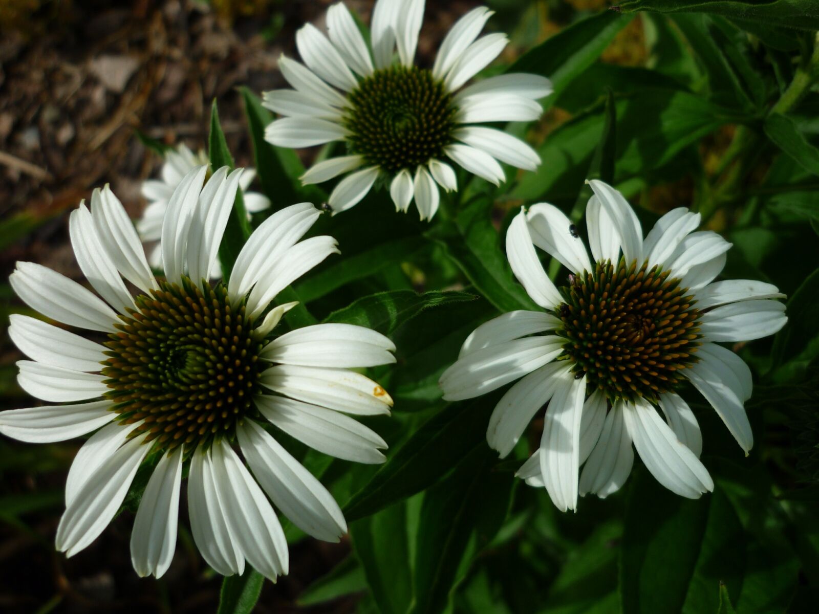 Panasonic Lumix DMC-FS6 sample photo. Coneflower, nature, white photography