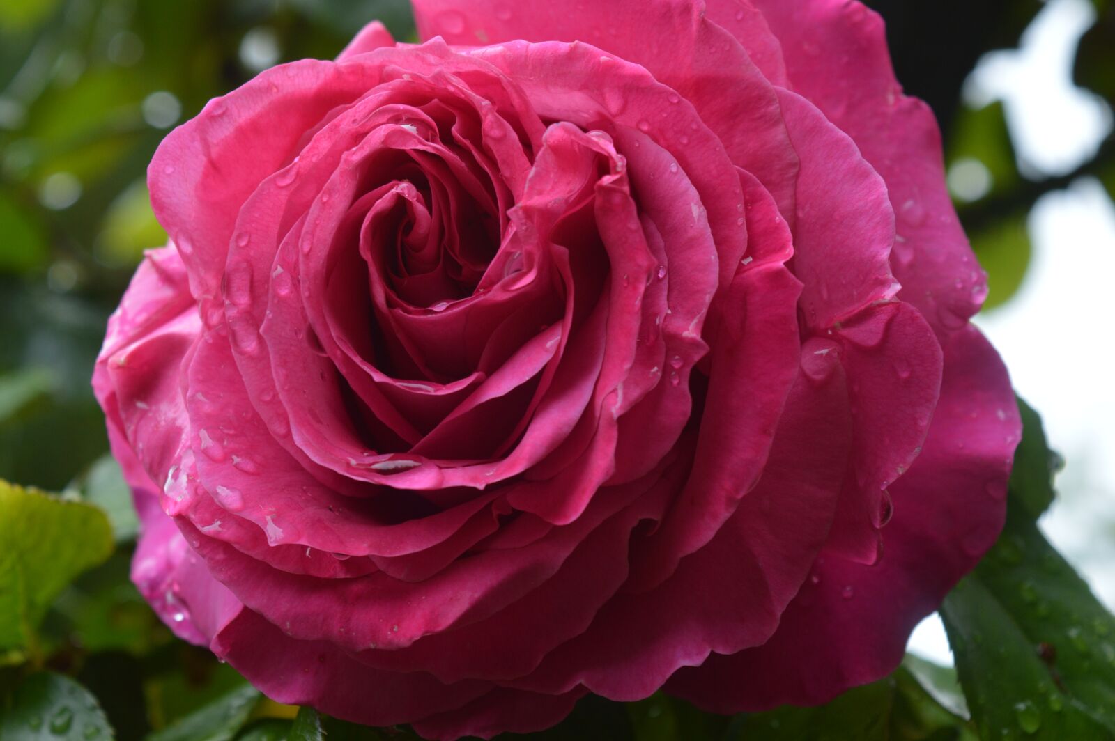Nikon D3200 sample photo. Rosa, pink, nature photography