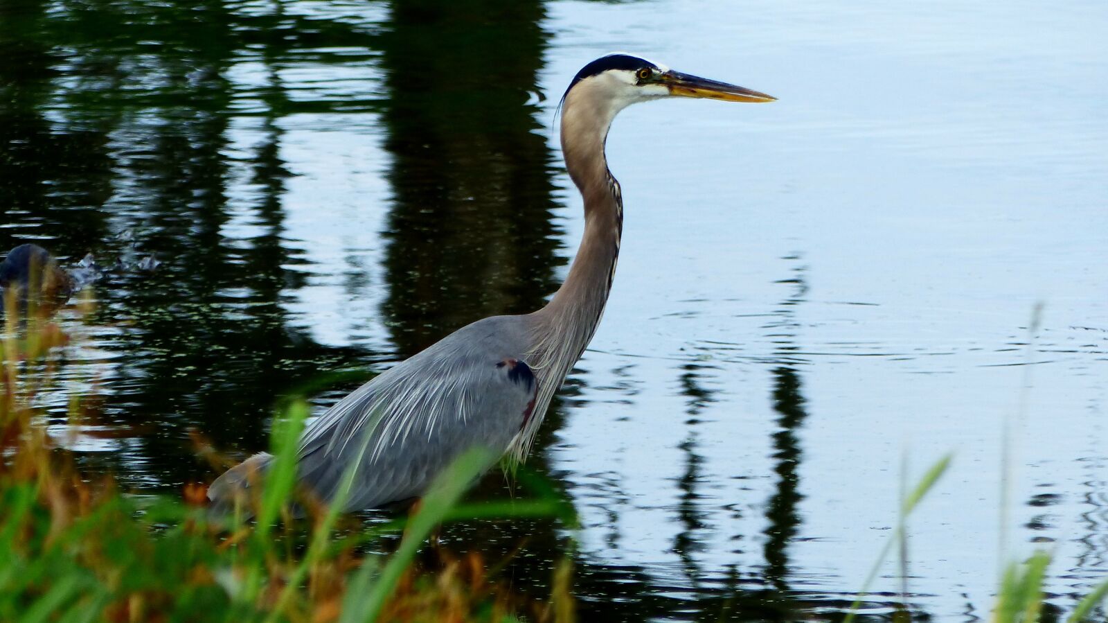 Panasonic Lumix DMC-FZ200 sample photo. Bird, fisherman, nature bayou photography