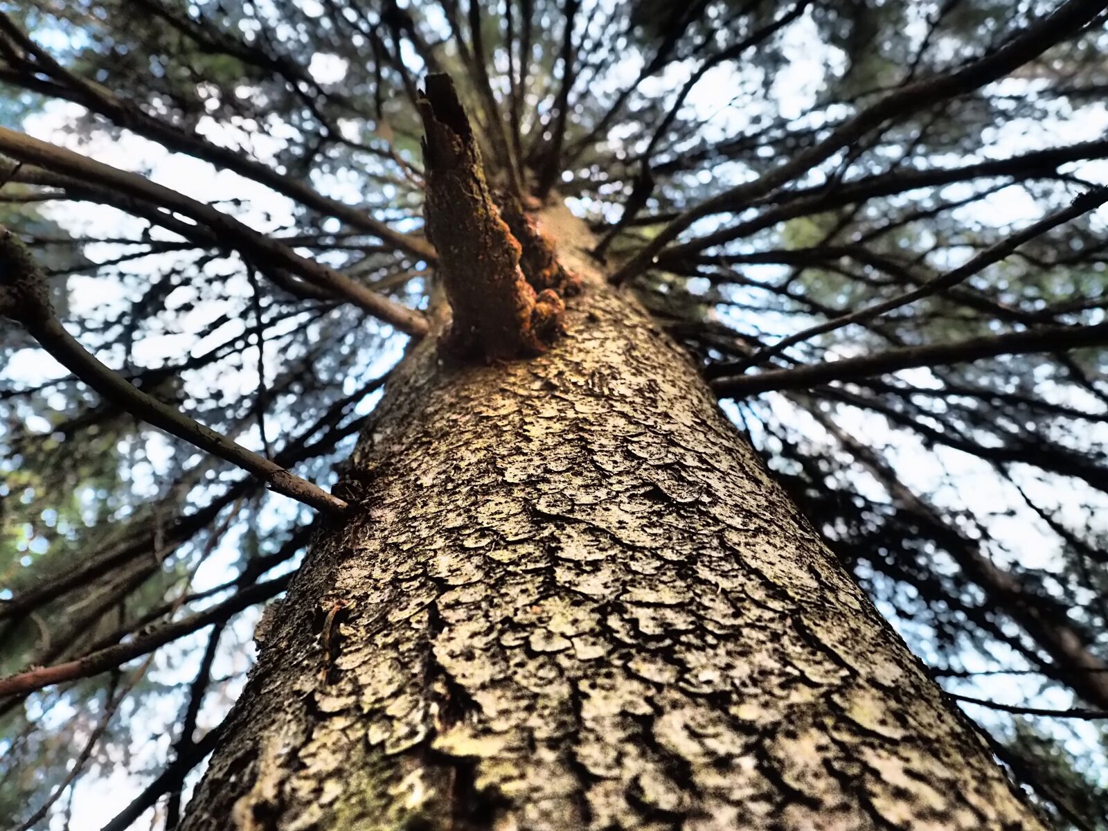 Olympus OM-D E-M5 II + Olympus M.Zuiko Digital ED 12-40mm F2.8 Pro sample photo. Tree, frame, six photography