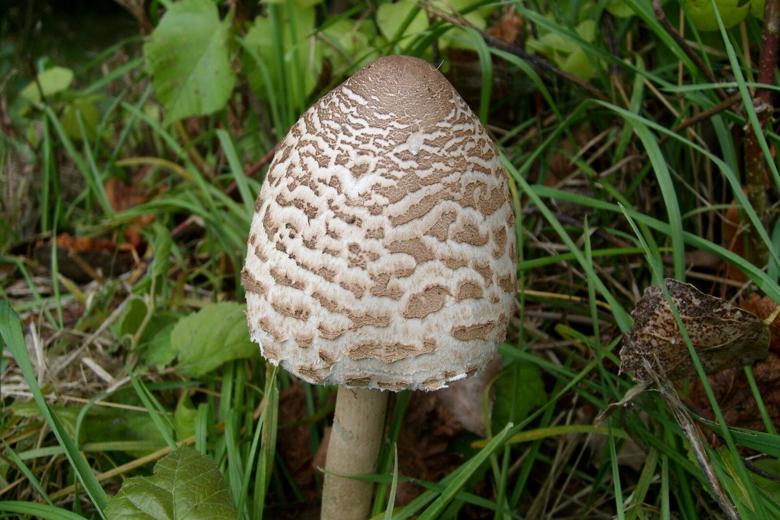 Samsung KENOX S730  / Samsung S730 sample photo. Mushroom edible owl, nature photography