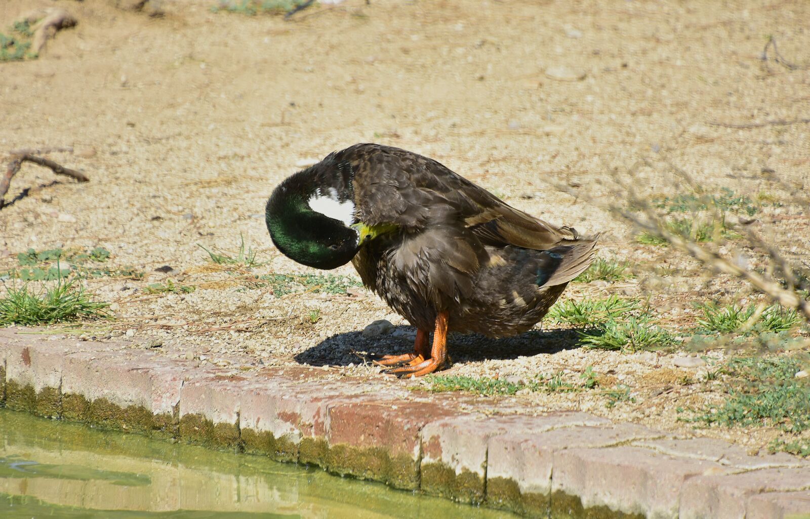 Nikon D7200 sample photo. Birds, ducks, animals photography