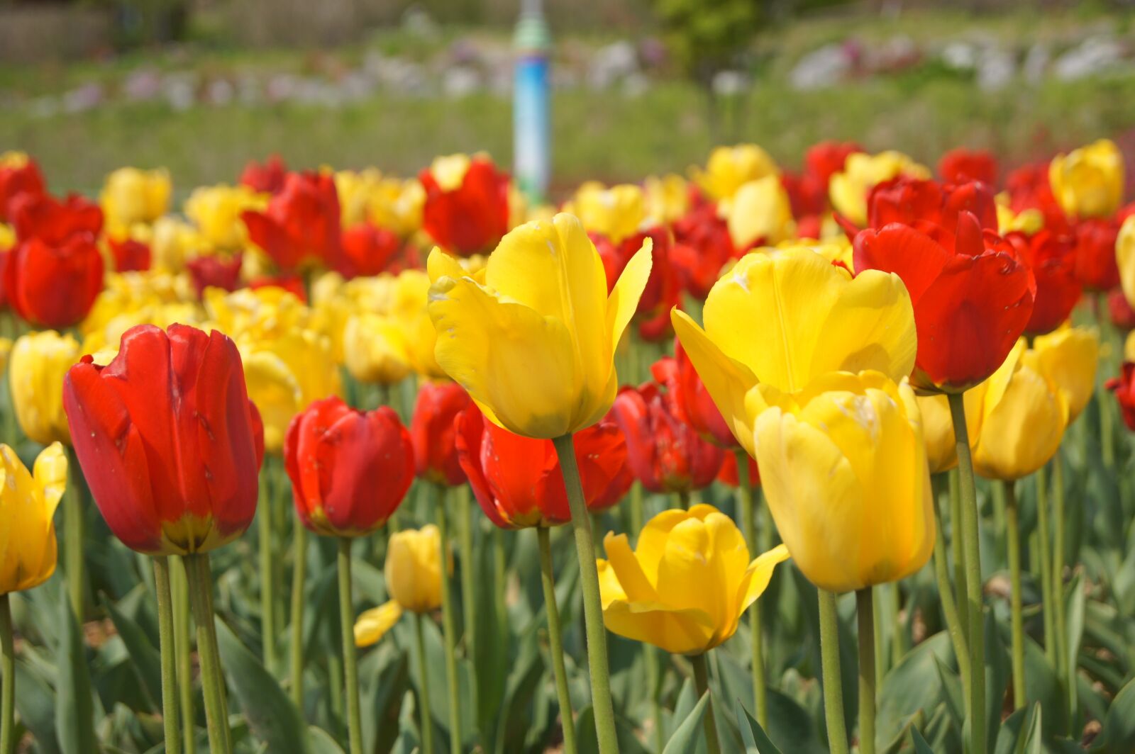 Sony Alpha DSLR-A550 sample photo. Tulip, flowering, beautiful photography