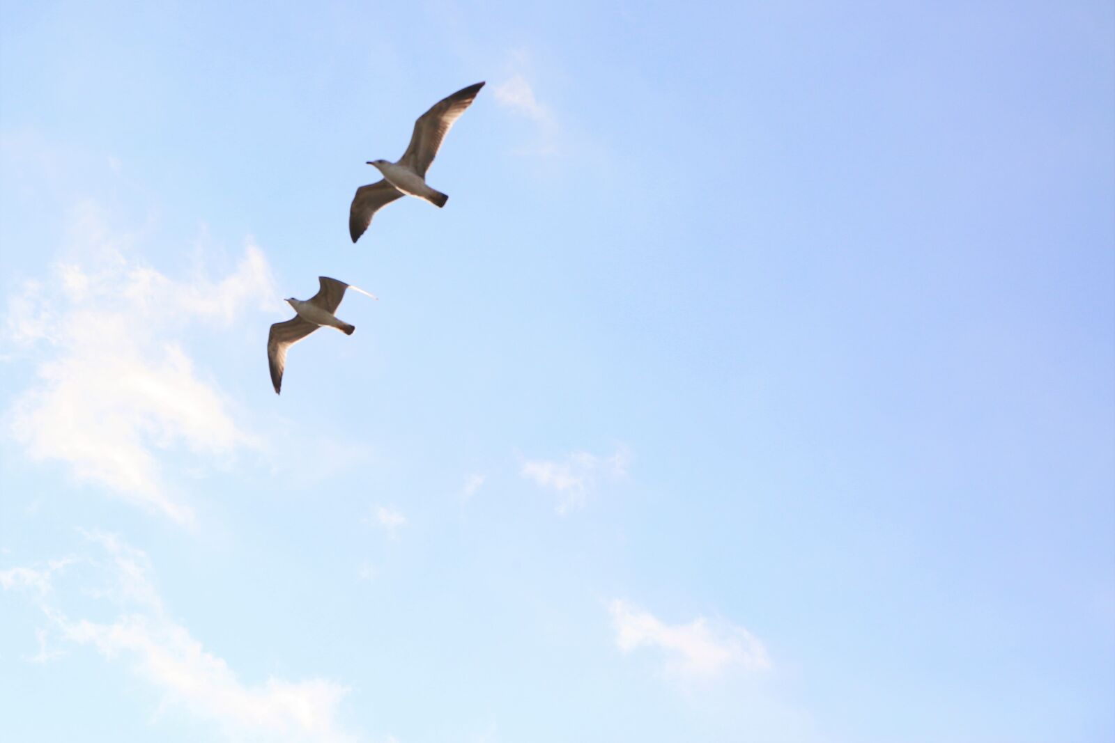 Canon EF 24-105mm F4L IS USM sample photo. Seagull, sky, nature photography