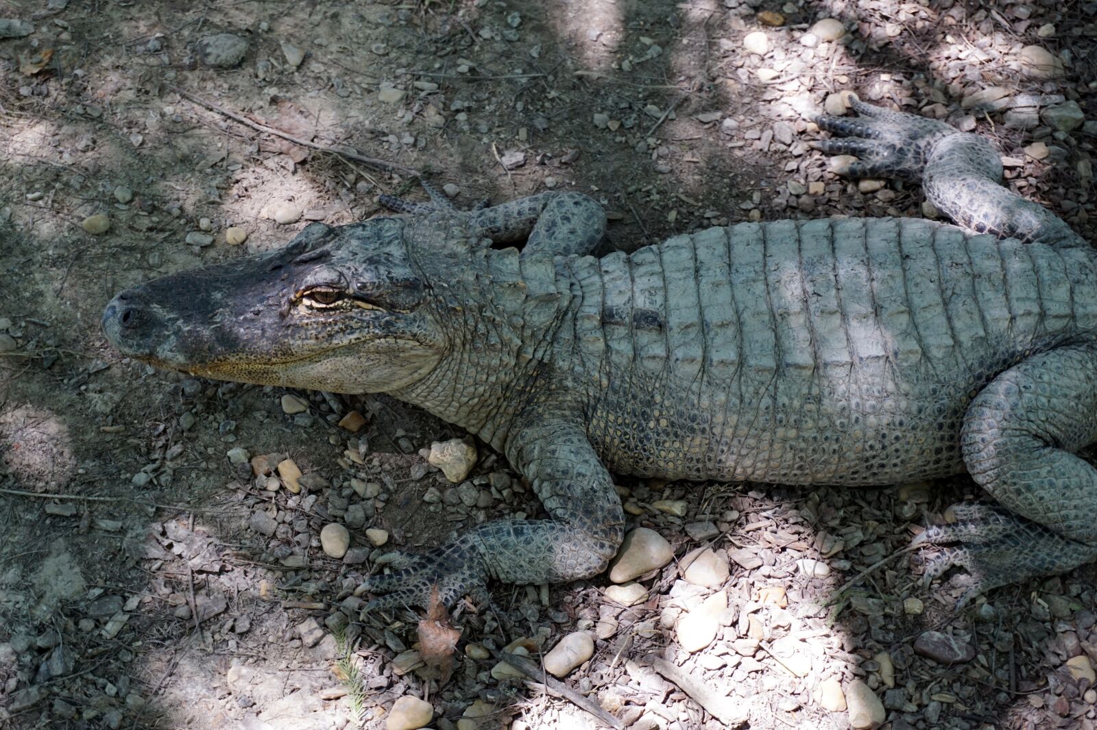 Sony a6000 sample photo. Alligator, reptile, crocodile photography