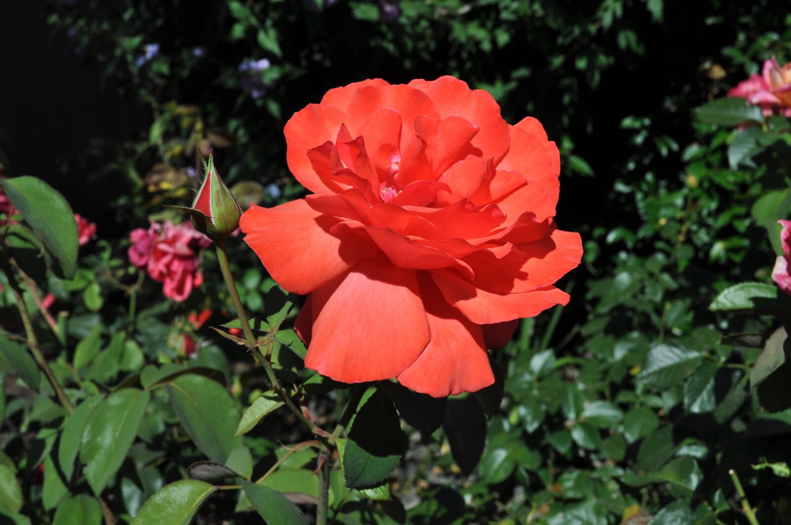 Nikon D5000 sample photo. Rose, red rose, garden photography