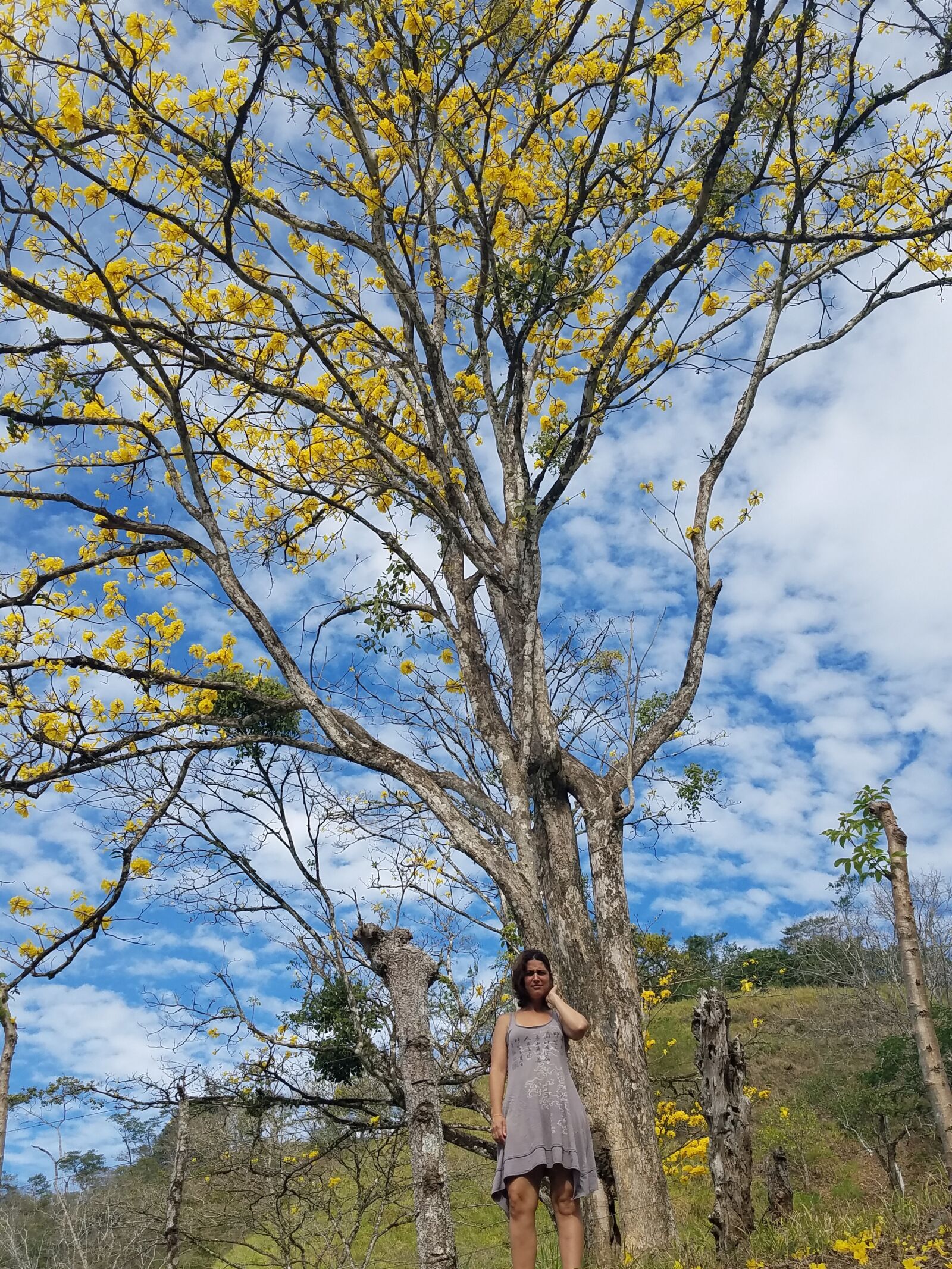 Samsung Galaxy S7 sample photo. Tree, nature, landscape photography