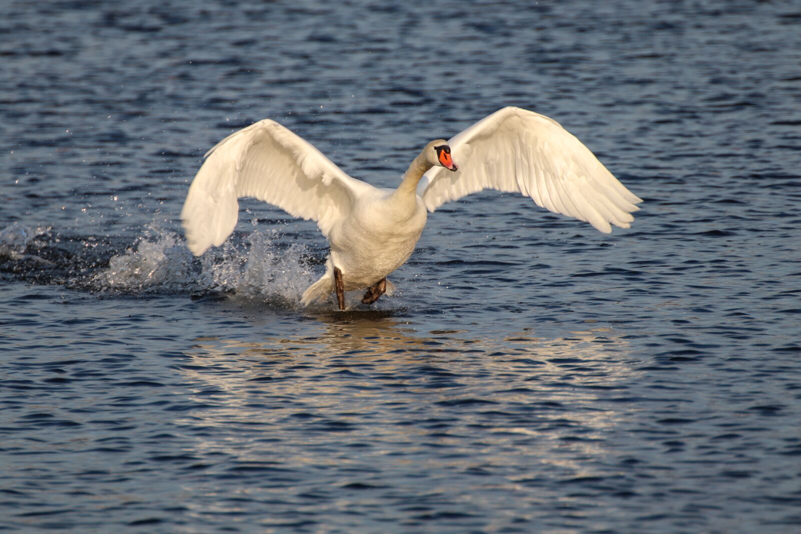 Canon EOS 200D (EOS Rebel SL2 / EOS Kiss X9) sample photo. Swan, flight, water photography
