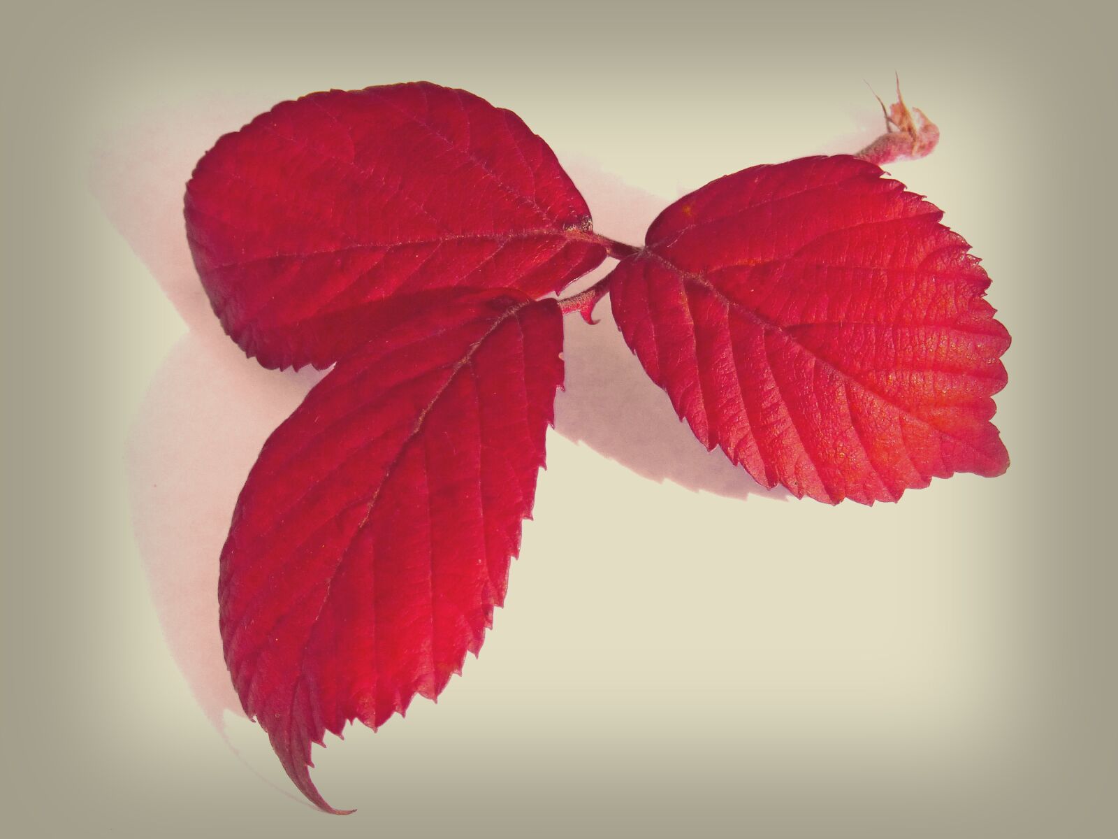 Panasonic DMC-FZ62 sample photo. Leaves, red leaves, blackberry photography