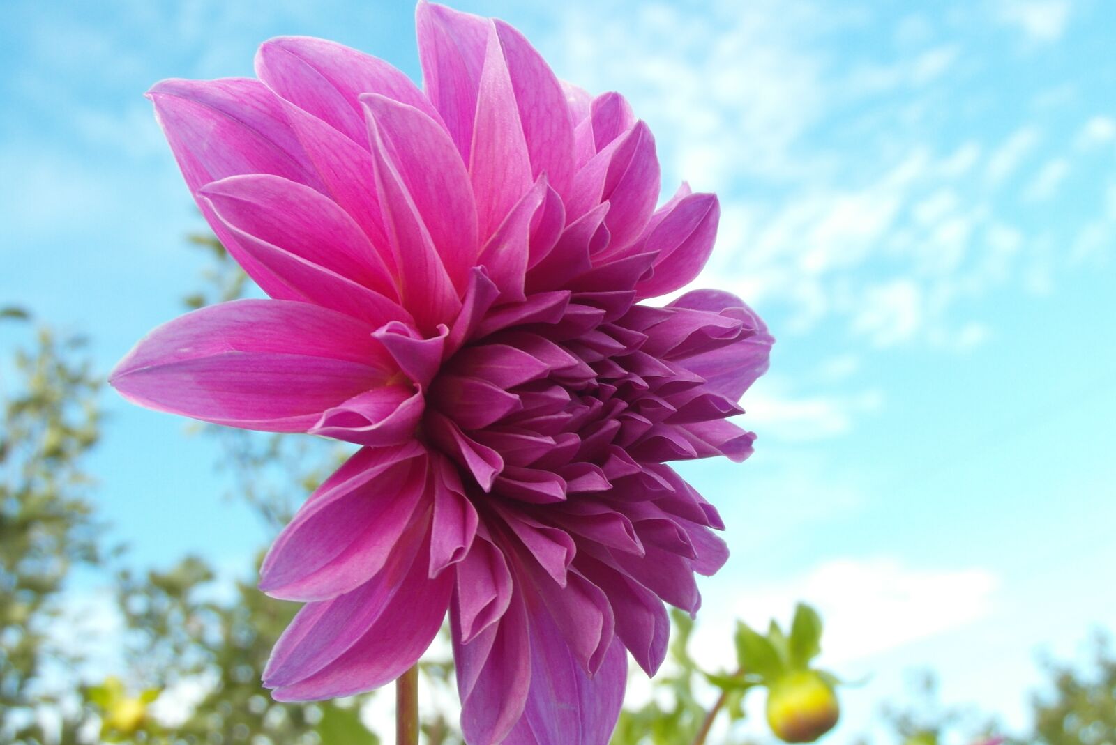 Samsung WB750 sample photo. Dalia, flower, garden photography