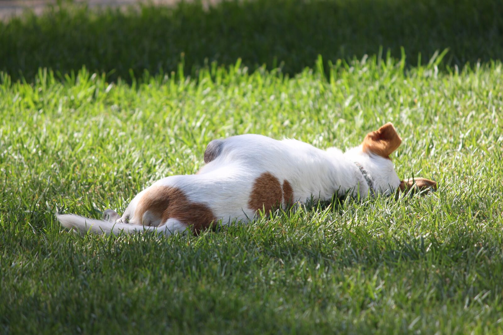 Canon EOS 500D (EOS Rebel T1i / EOS Kiss X3) sample photo. Dog, grass, animal photography