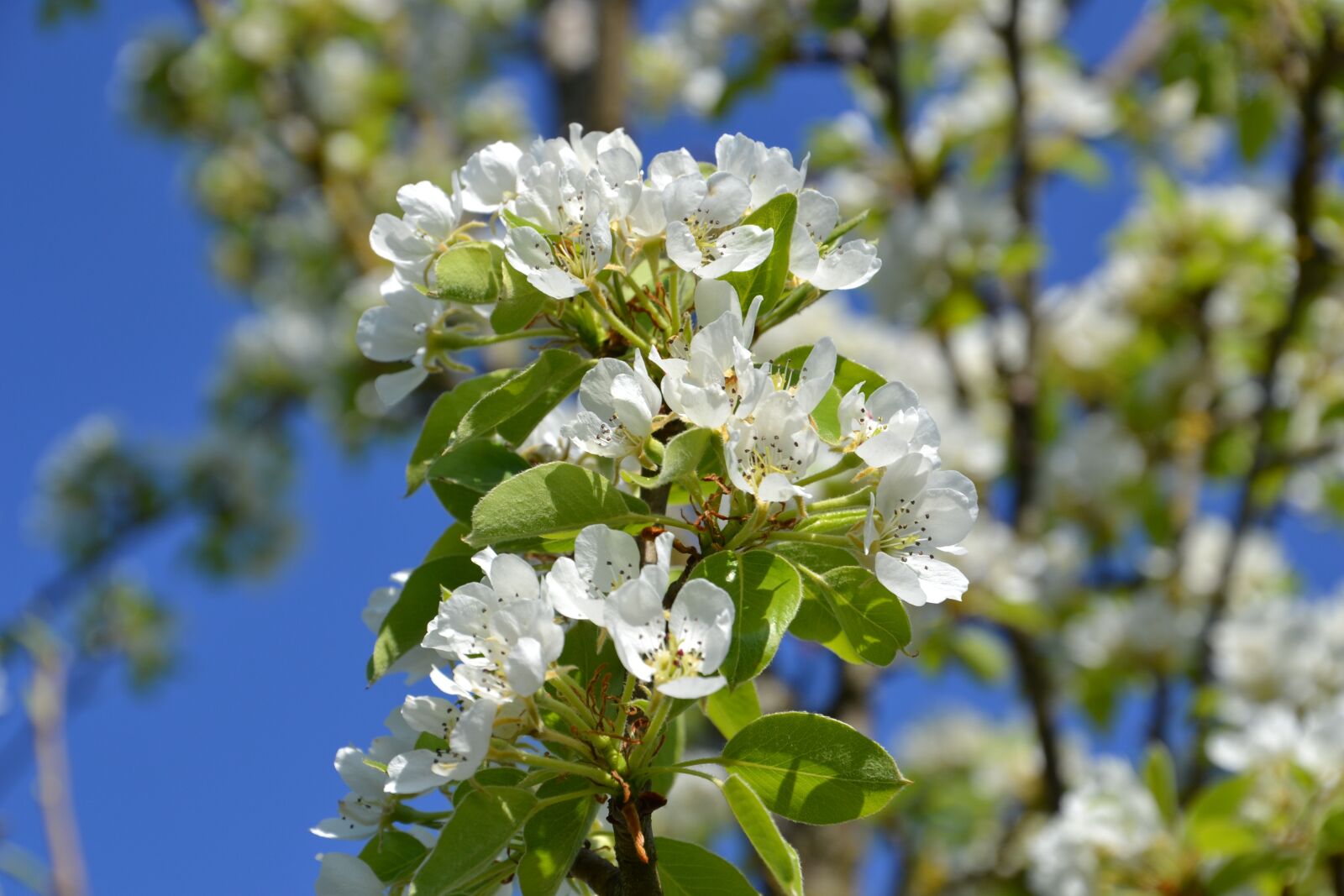 Nikon D3100 sample photo. Tree, flowers, spring photography
