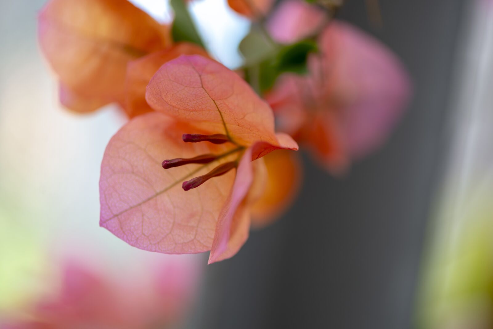 Nikon D610 sample photo. Bougainvillea, flowers, plant photography