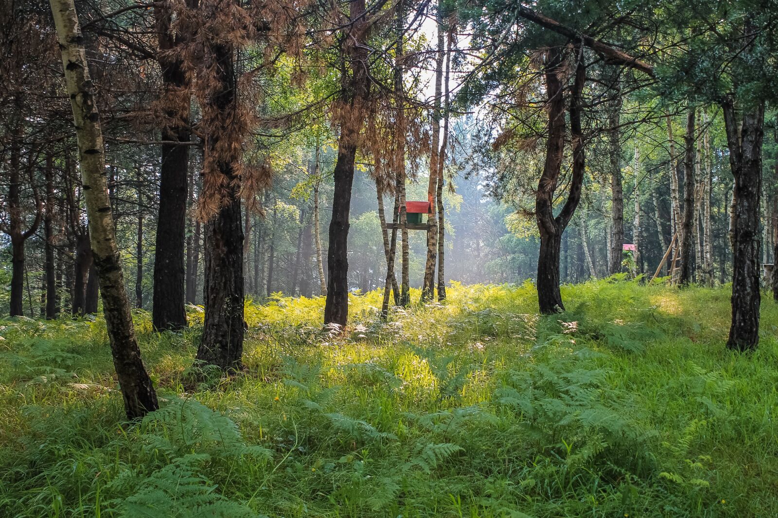 Canon EOS 1100D (EOS Rebel T3 / EOS Kiss X50) sample photo. Foggy, summer, forest photography