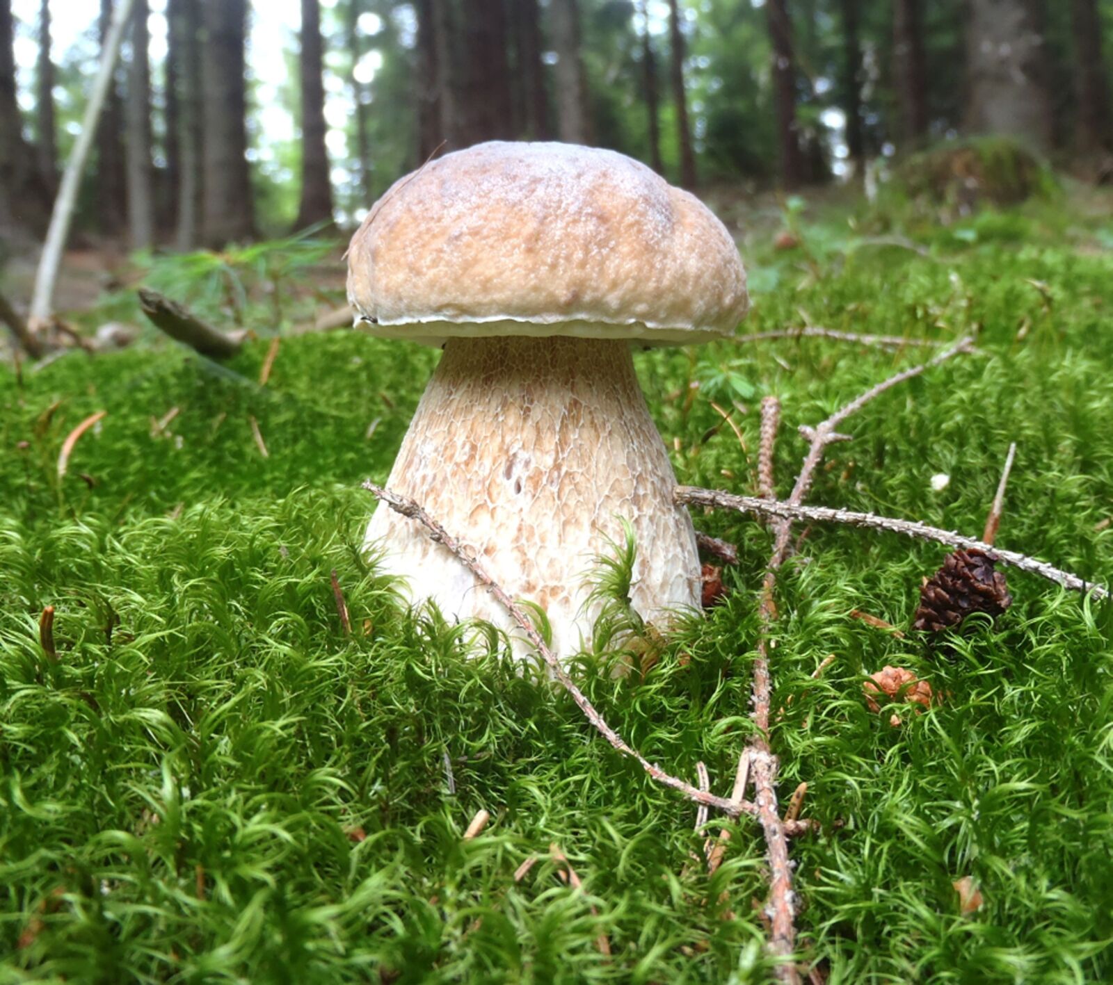 Olympus uTough-8010 sample photo. Mushroom picking, boletus, moss photography