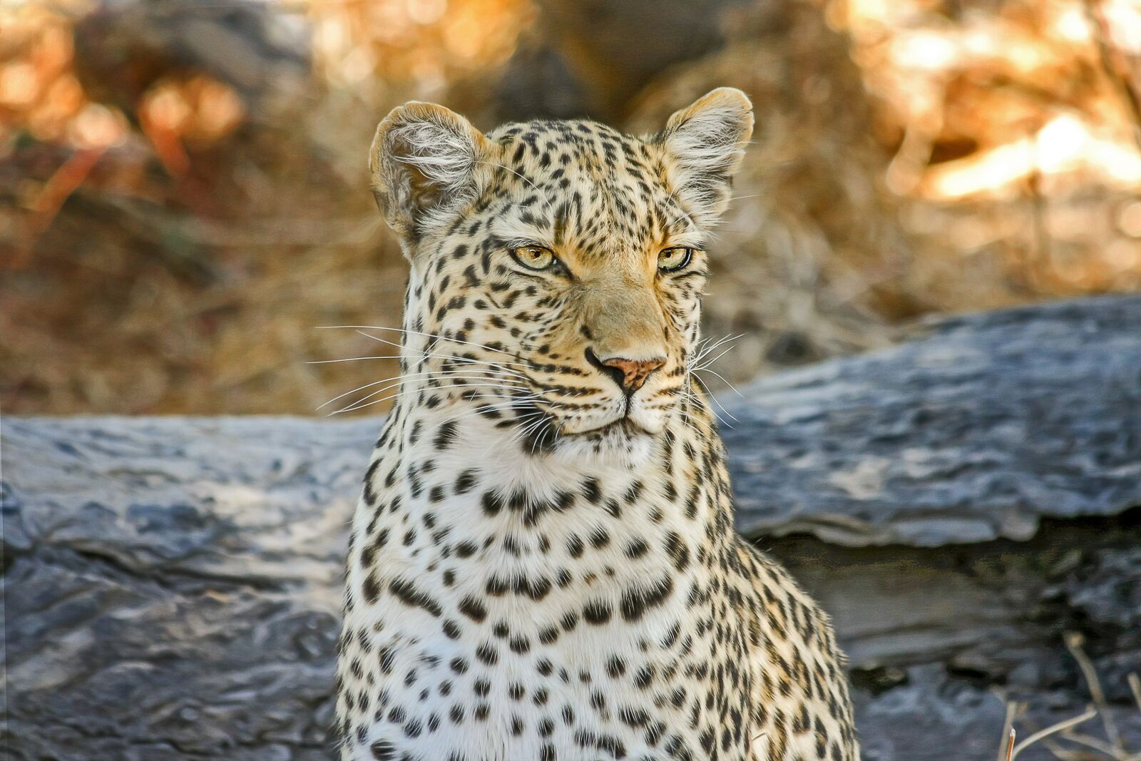 Canon EOS 40D + Canon EF 70-300mm F4-5.6 IS USM sample photo. Leopard, africa, safari photography