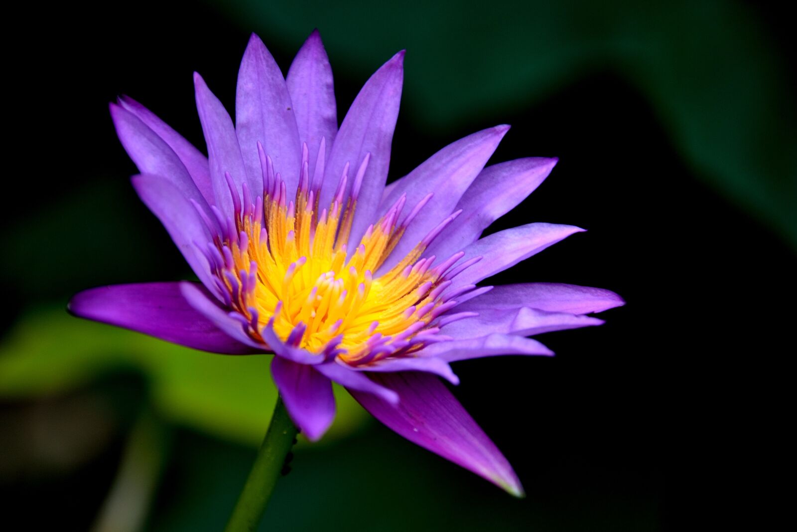 Nikon D3100 sample photo. Waterlily, flower, flora photography