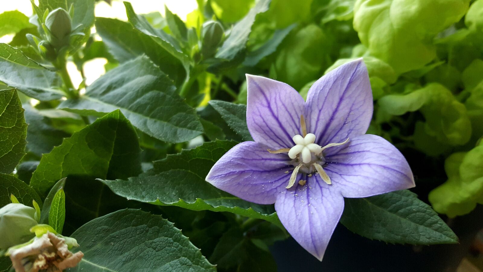 Samsung Galaxy S6 sample photo. Flower, bloom, plant photography