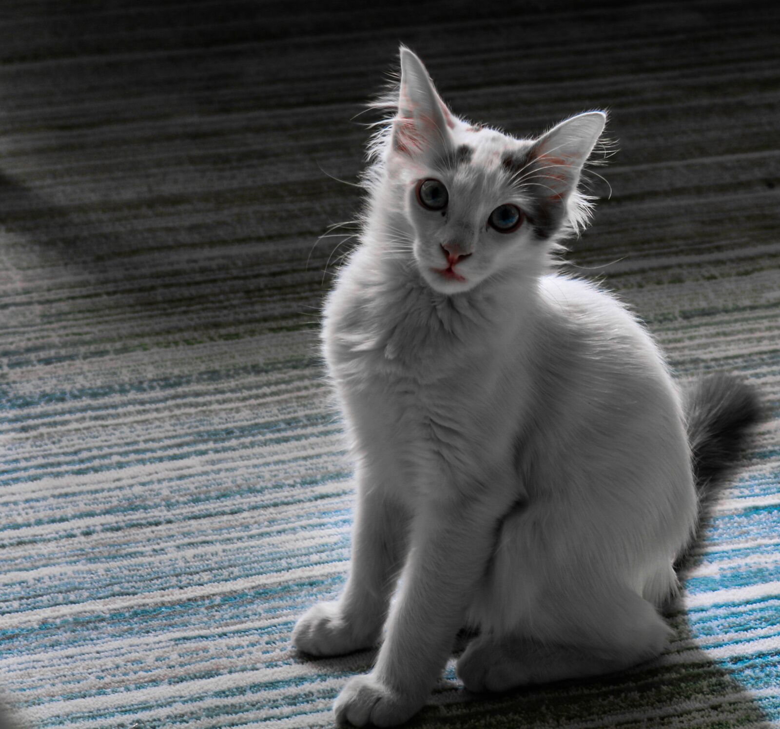 Canon EOS 750D (EOS Rebel T6i / EOS Kiss X8i) sample photo. Cat, pars, shadow photography