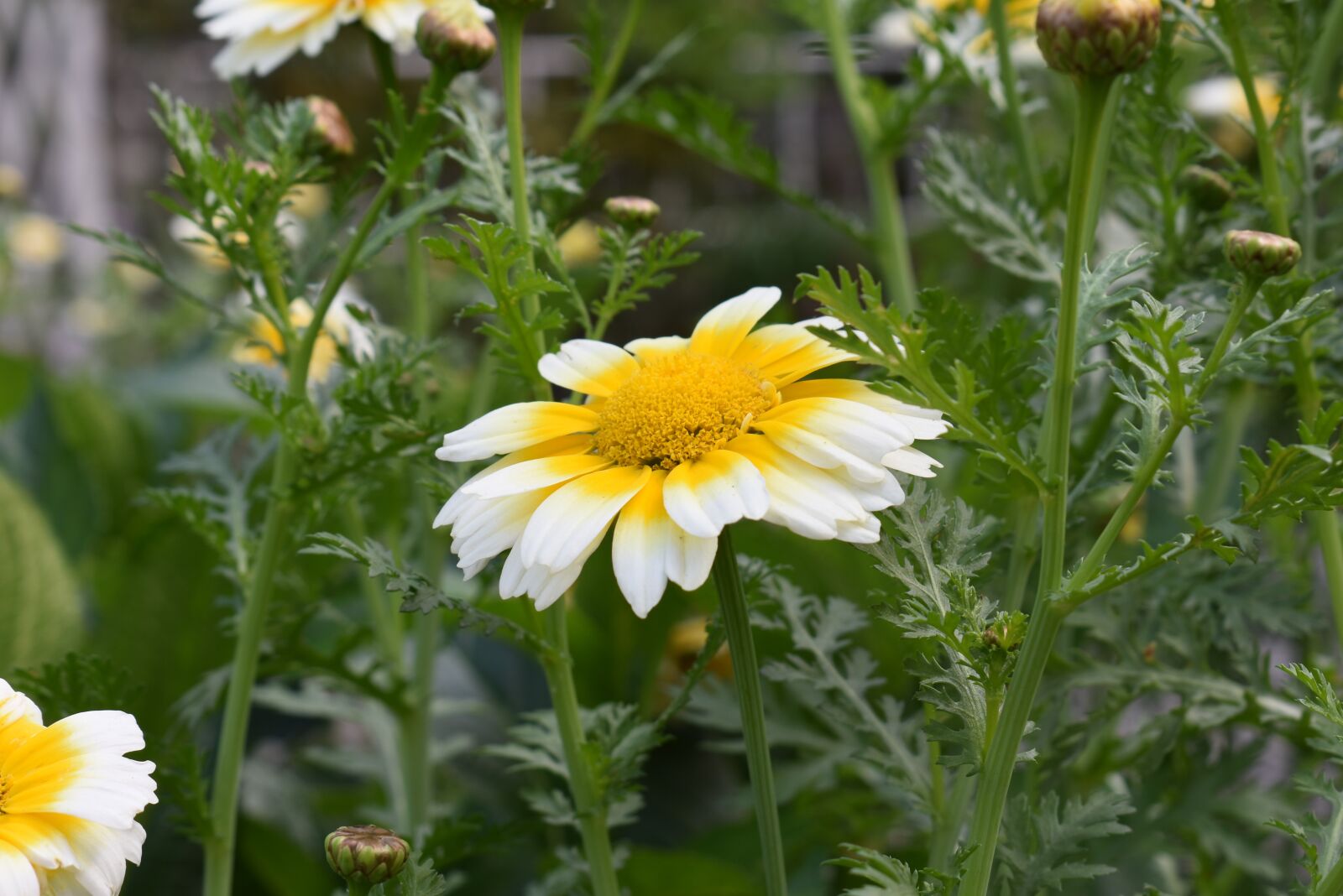 Nikon D3400 sample photo. Flower, plant, nature photography