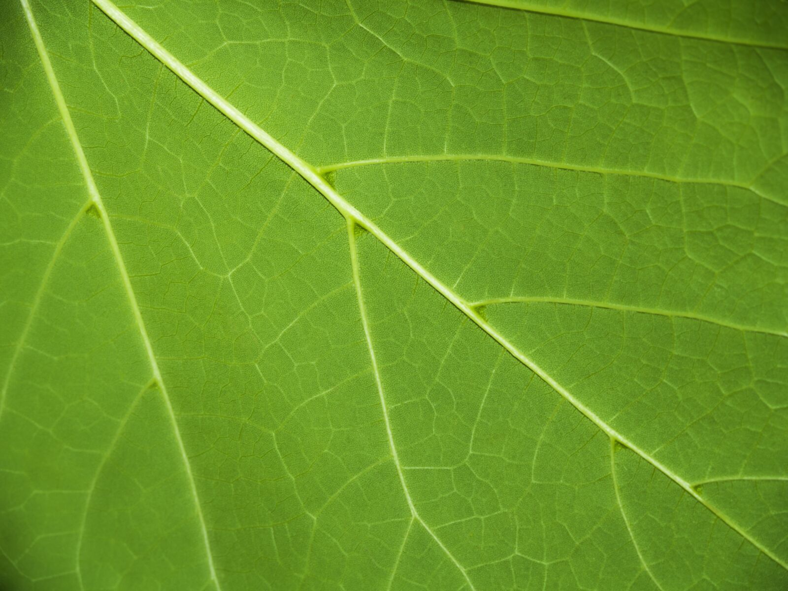 Olympus E-500 (EVOLT E-500) sample photo. Leaf, green, nature photography