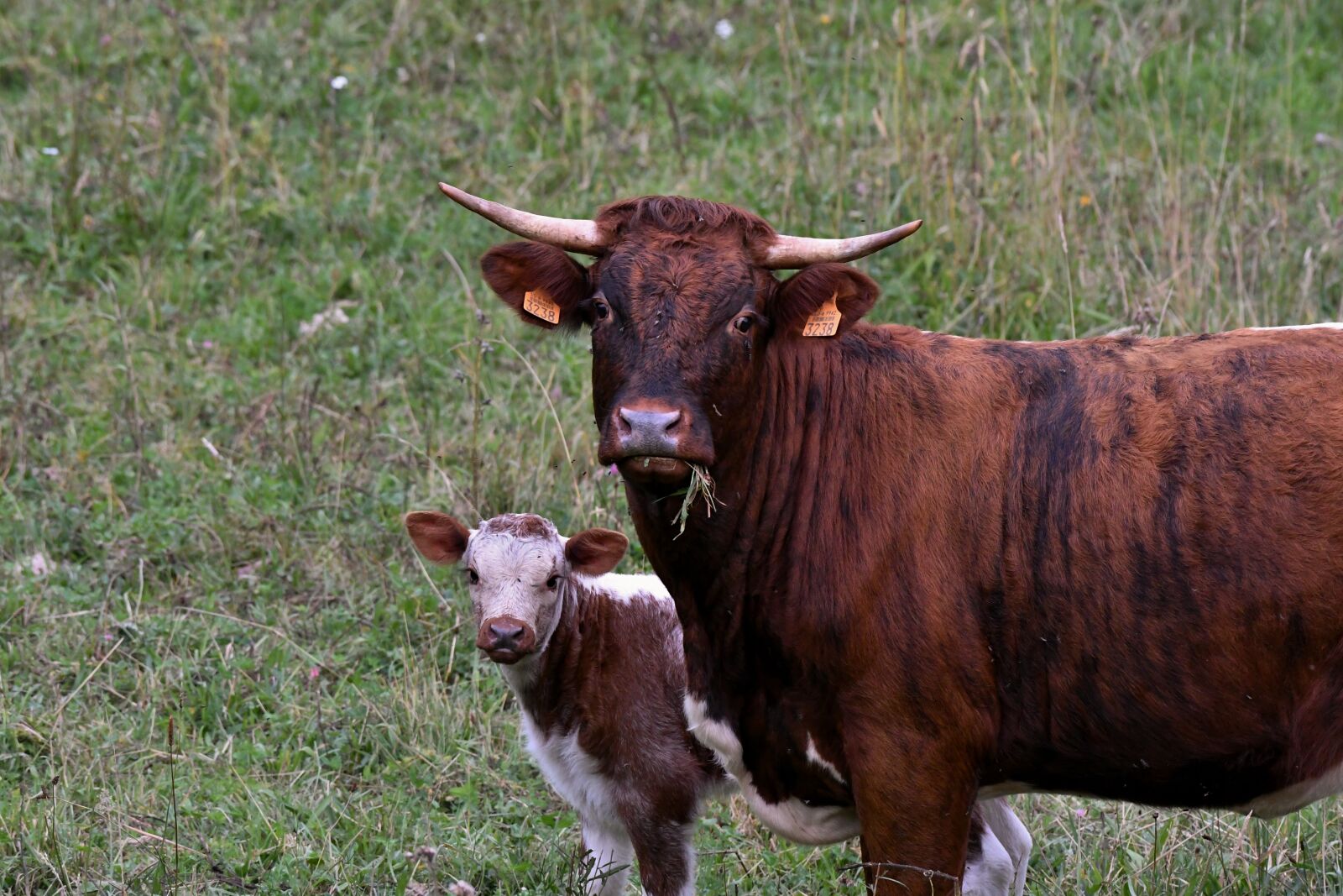 Nikon D500 sample photo. Cow, calf, witrug photography