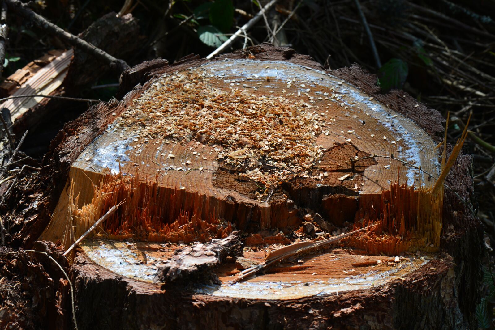 Nikon D610 sample photo. Tree stump, freshly cut photography