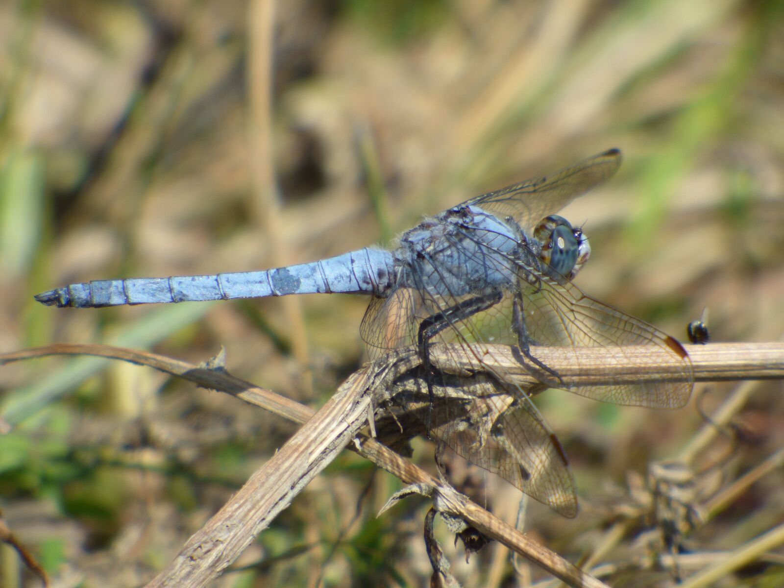 Panasonic DMC-FZ72 sample photo. Dragonfly, grass, insects photography