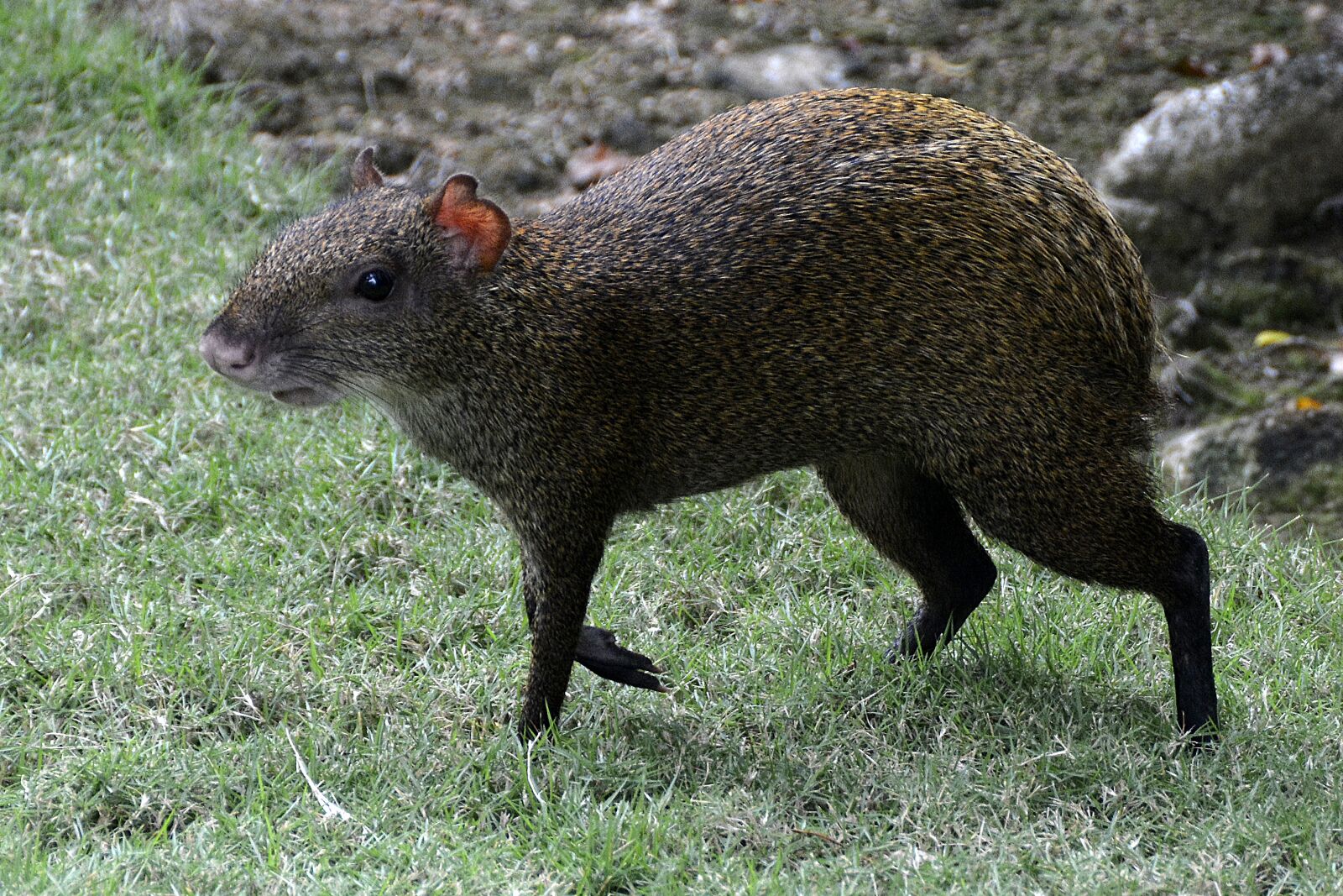 Nikon D7100 sample photo. Agouti, rodent, animal photography