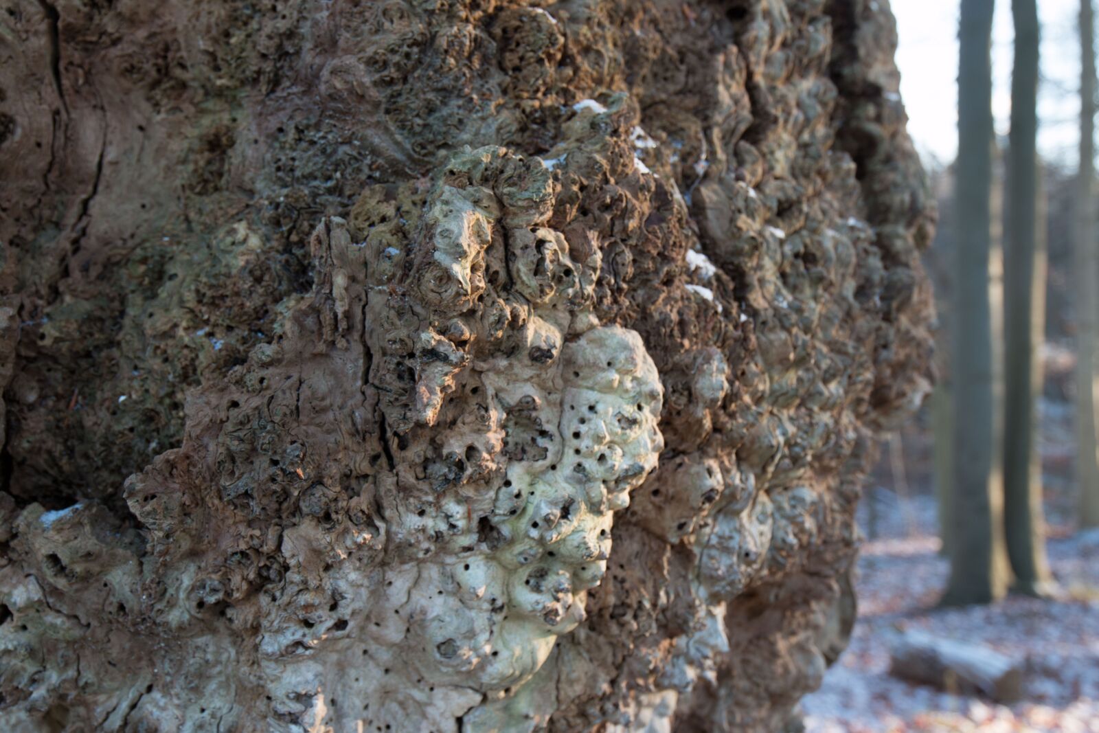 Canon EOS 70D + Canon EF 16-35mm F4L IS USM sample photo. Tree, old, mushroom photography