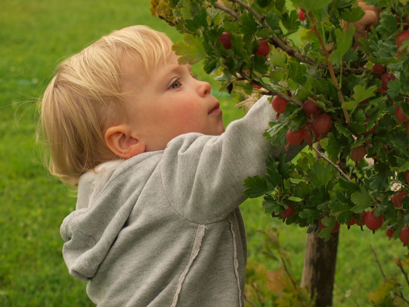 Olympus E-420 (EVOLT E-420) sample photo. Little girl, berries, summer photography