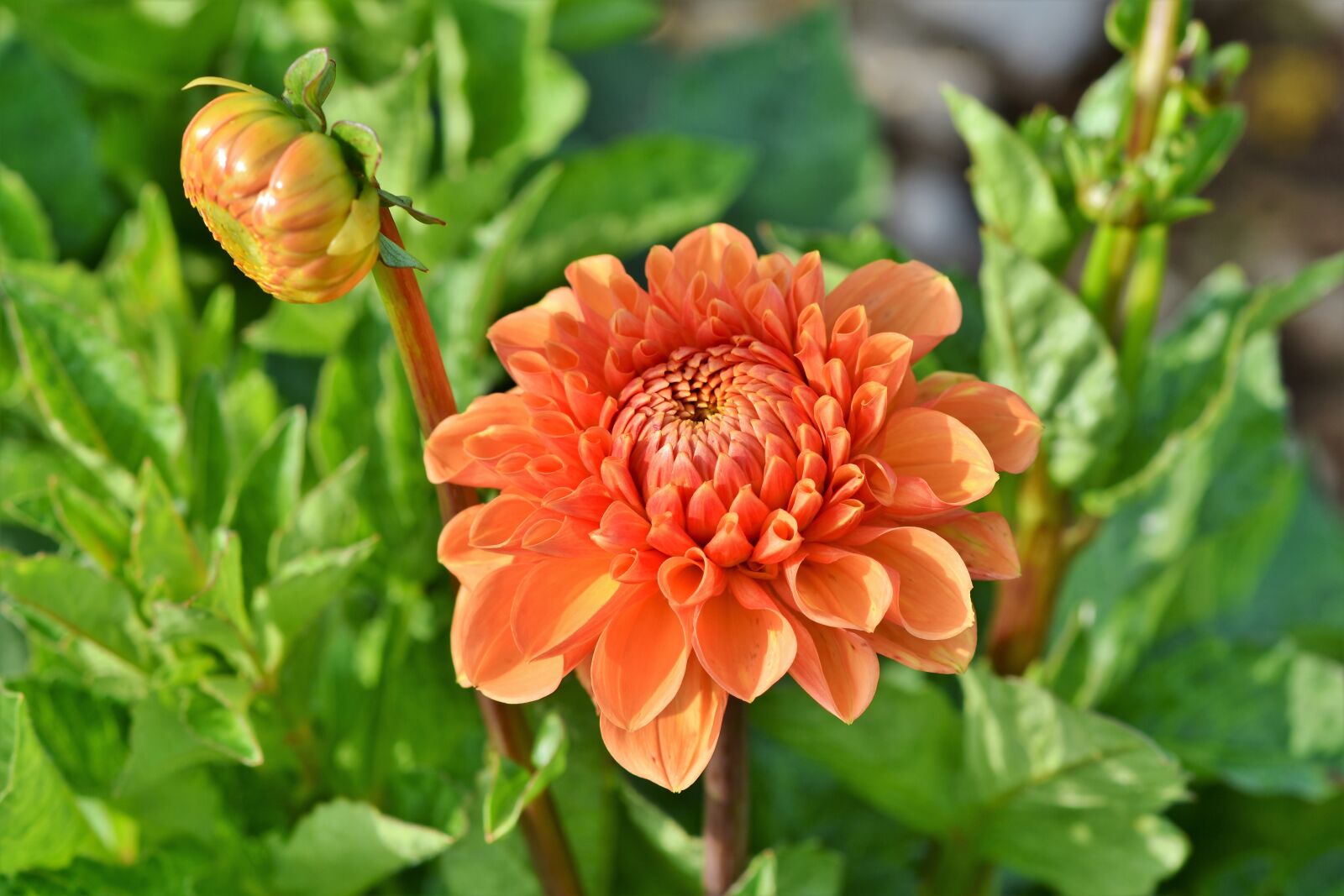 Nikon D7200 sample photo. Dahlia, dahlias bud, flower photography
