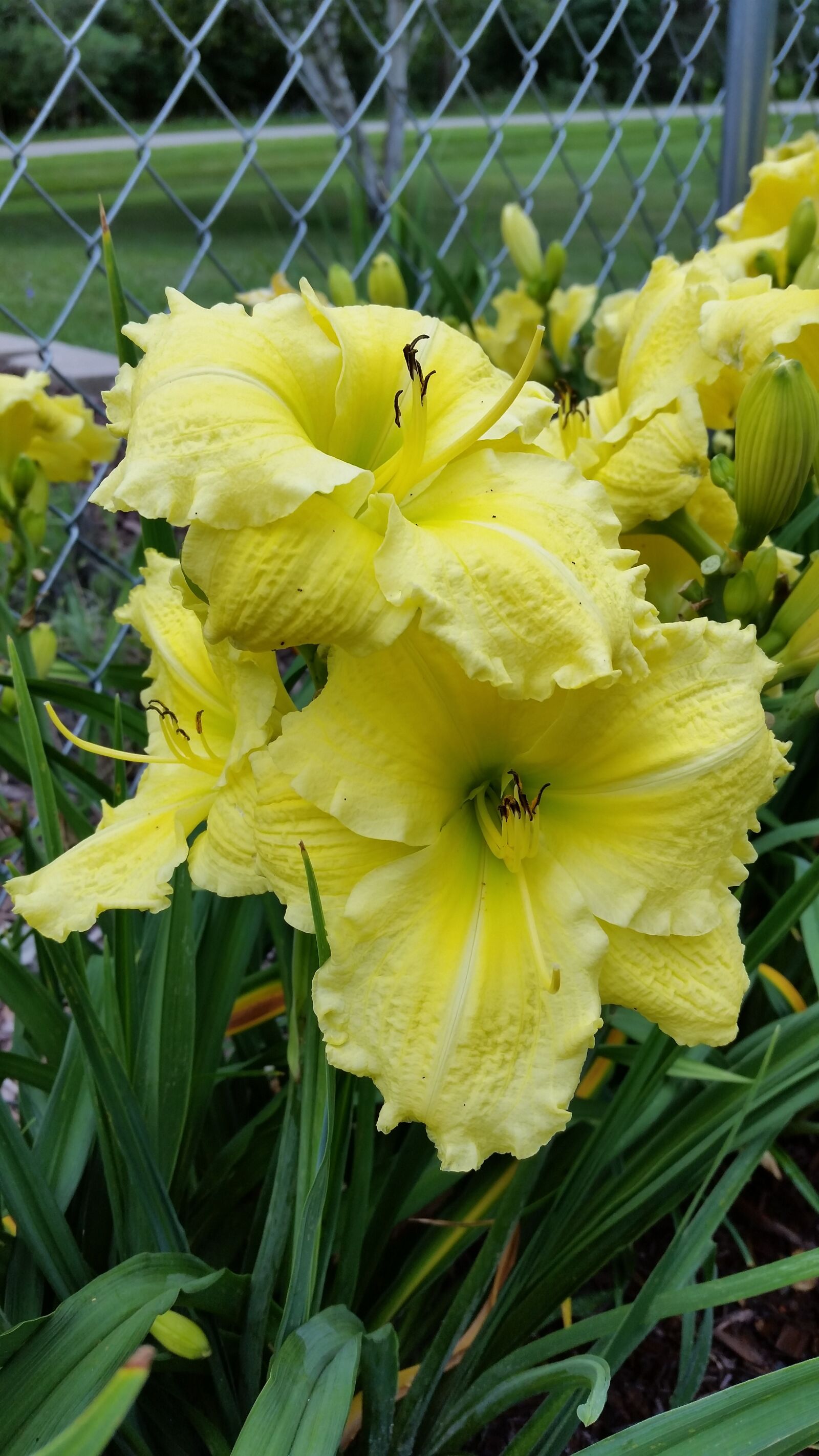 Samsung Galaxy S5 sample photo. Yellow, day lilies, flowers photography