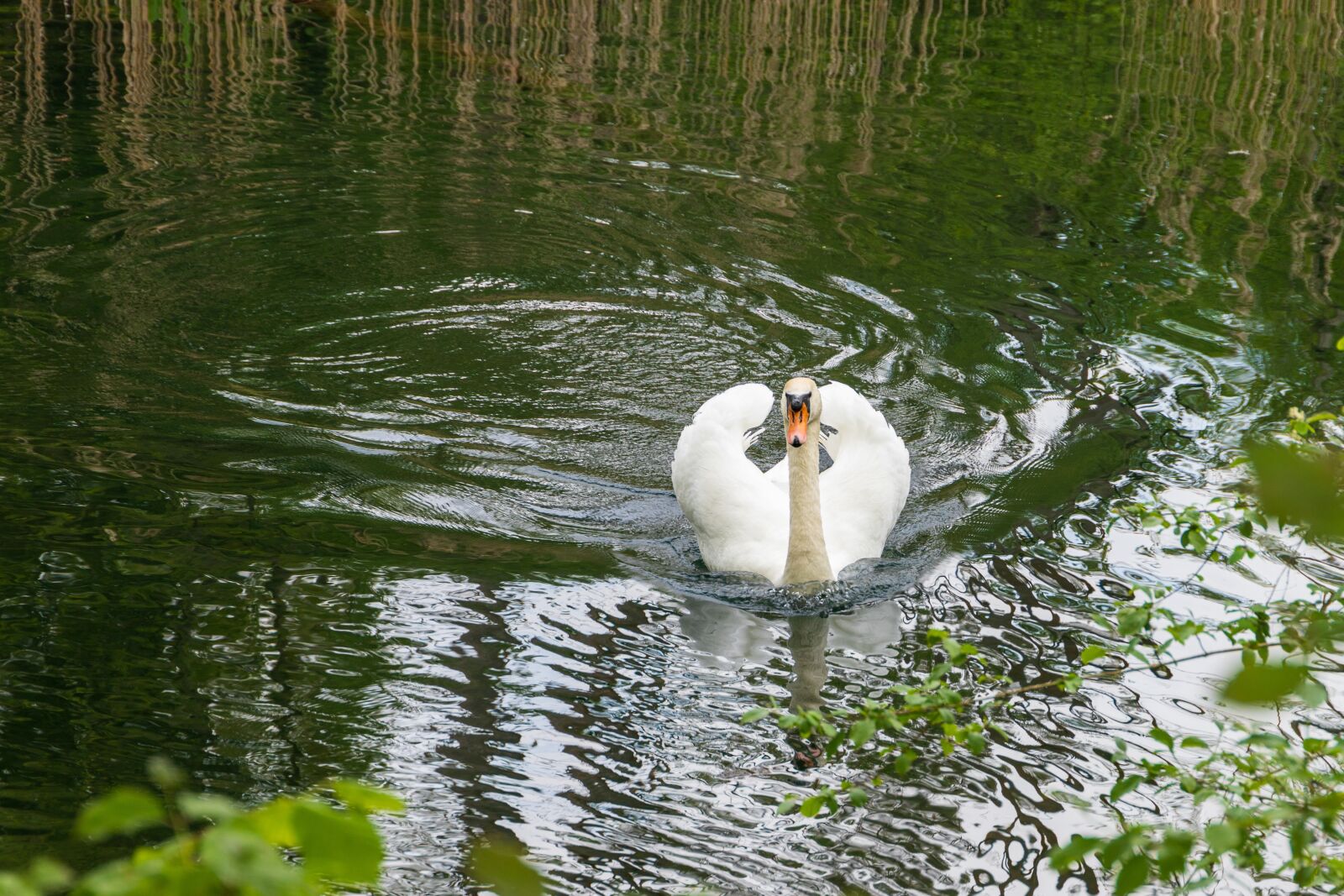 Canon EOS 6D Mark II sample photo. Swan, swim, waters photography
