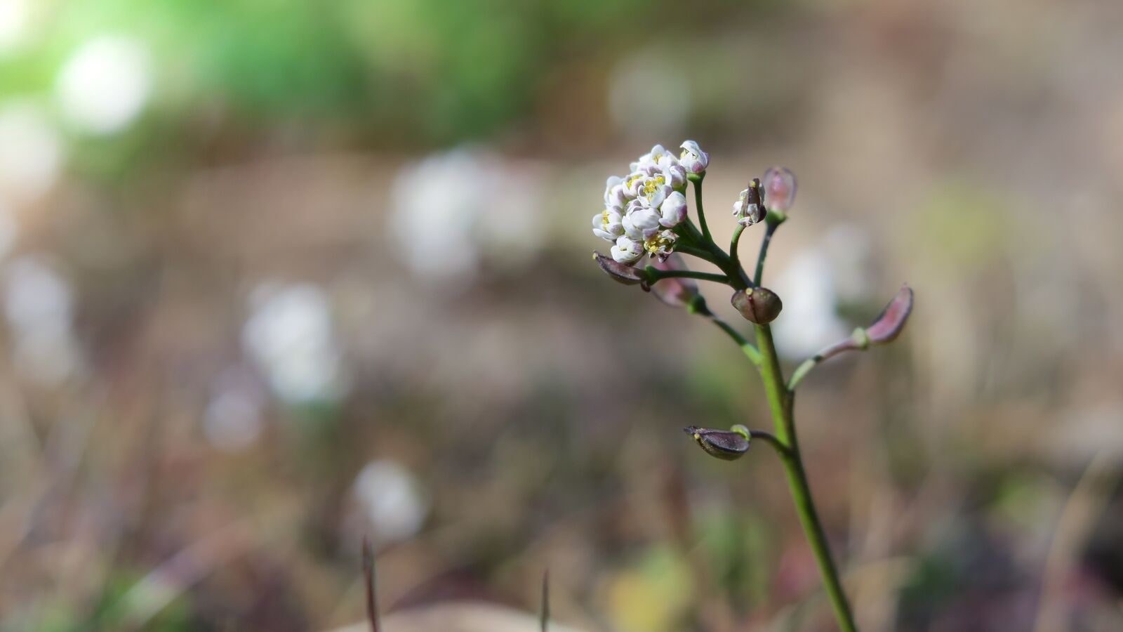 Canon PowerShot G3 X sample photo. Baby mustard, flower, umbel photography