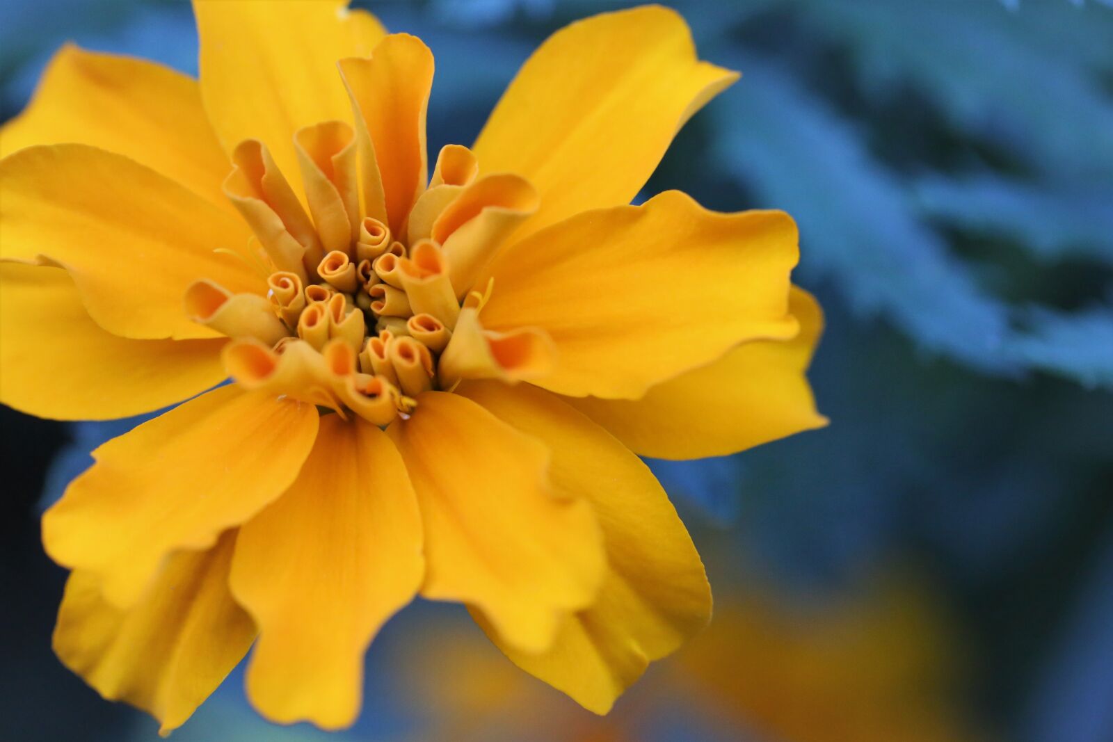 Canon EOS 6D + Canon EF 100mm F2.8 Macro USM sample photo. Tagetes, flower, orange photography