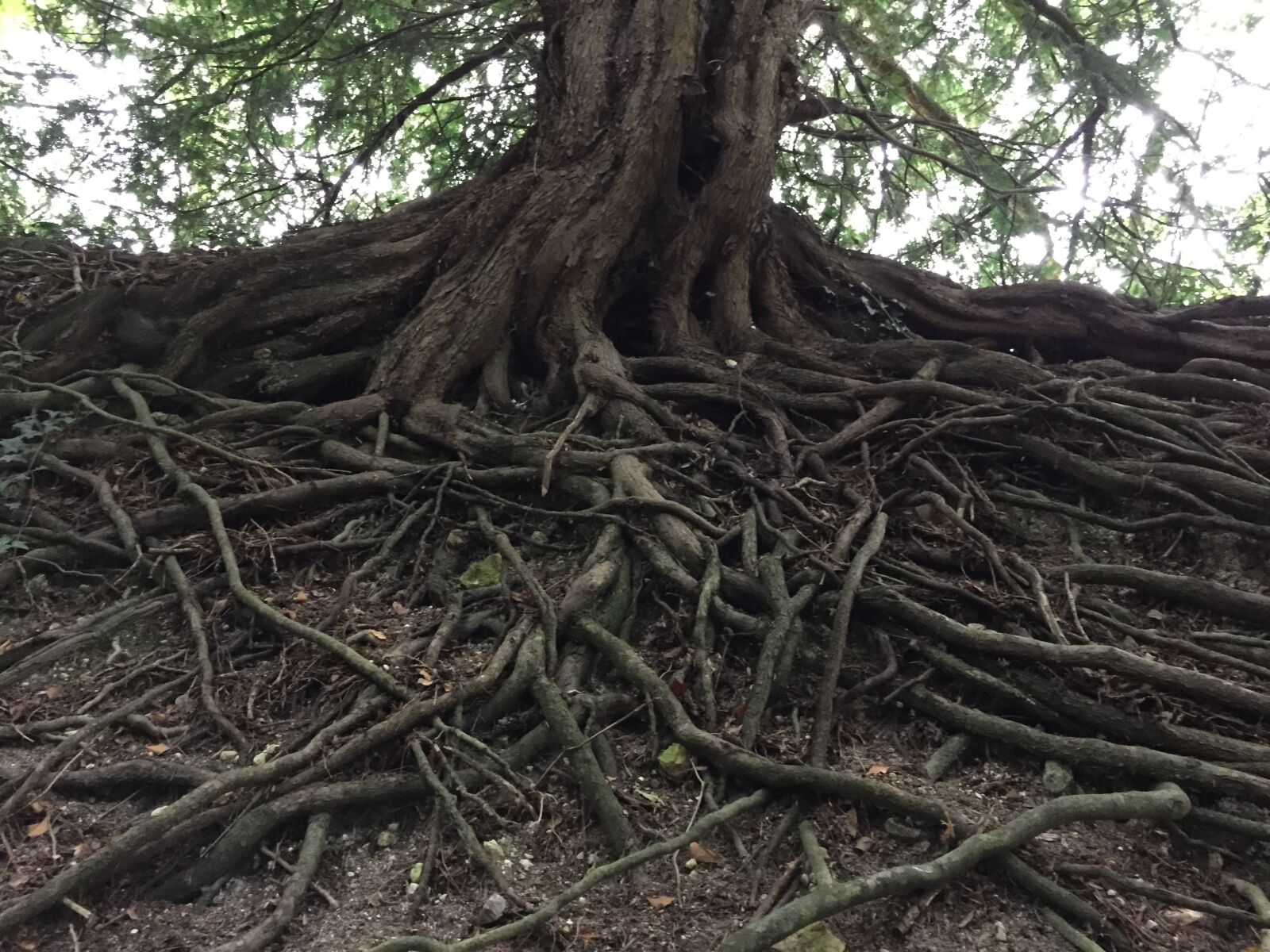 Apple iPhone 6 sample photo. Tree, roots, nature photography