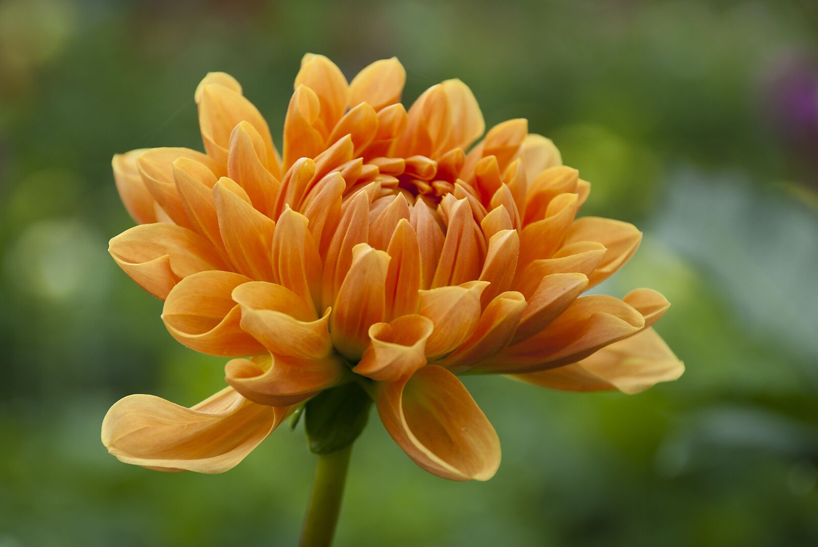 Nikon D80 sample photo. Dahlia, oranjebloem, flowers field photography