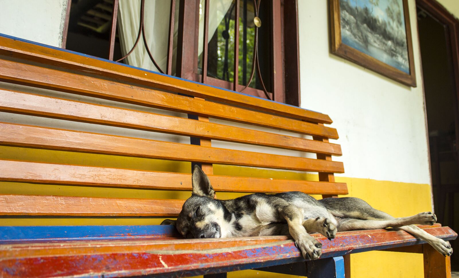 Canon EOS 600D (Rebel EOS T3i / EOS Kiss X5) sample photo. Dog, chair, animals photography