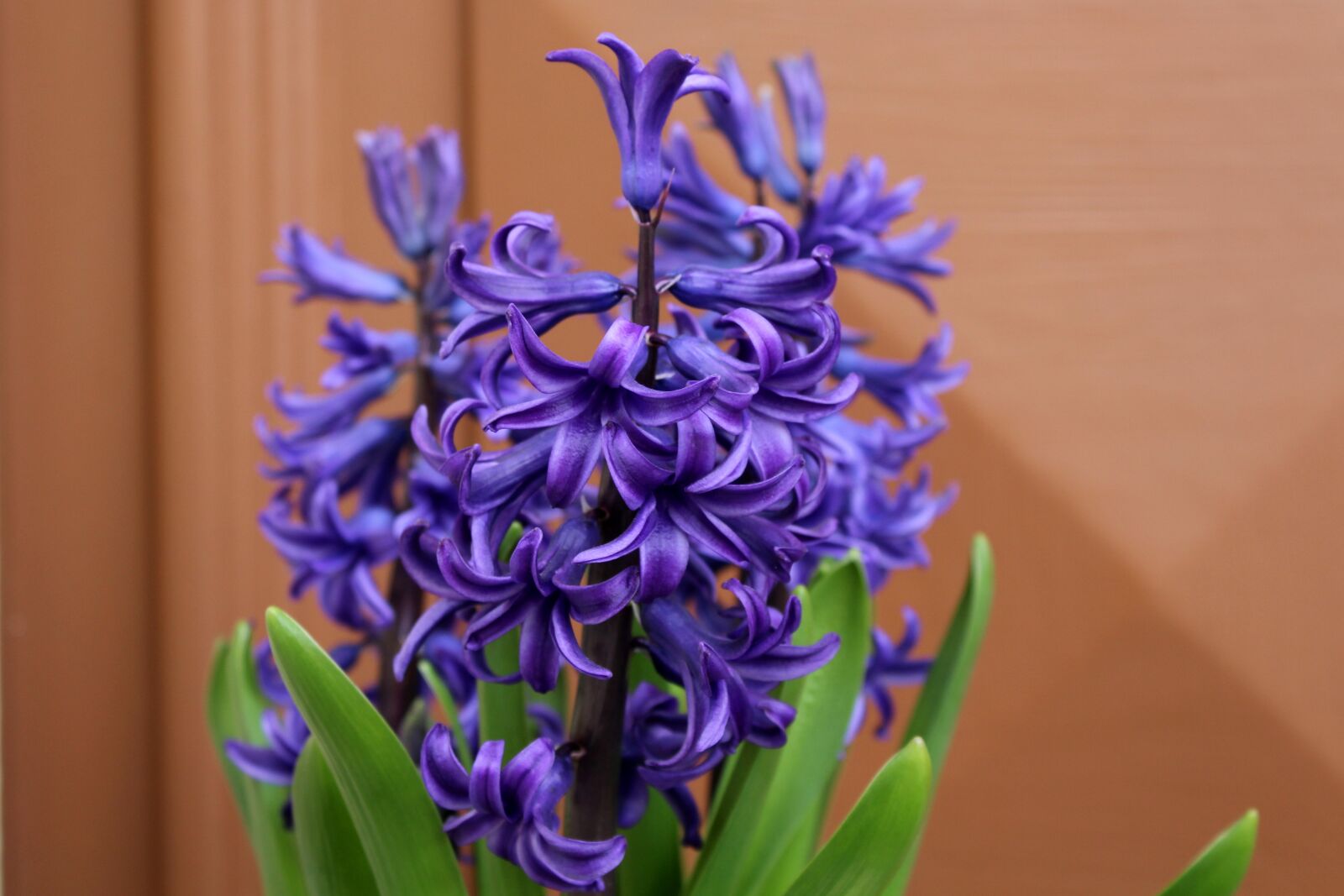 Canon EOS 1200D (EOS Rebel T5 / EOS Kiss X70 / EOS Hi) sample photo. Hyacinth, spring flowers, flower photography