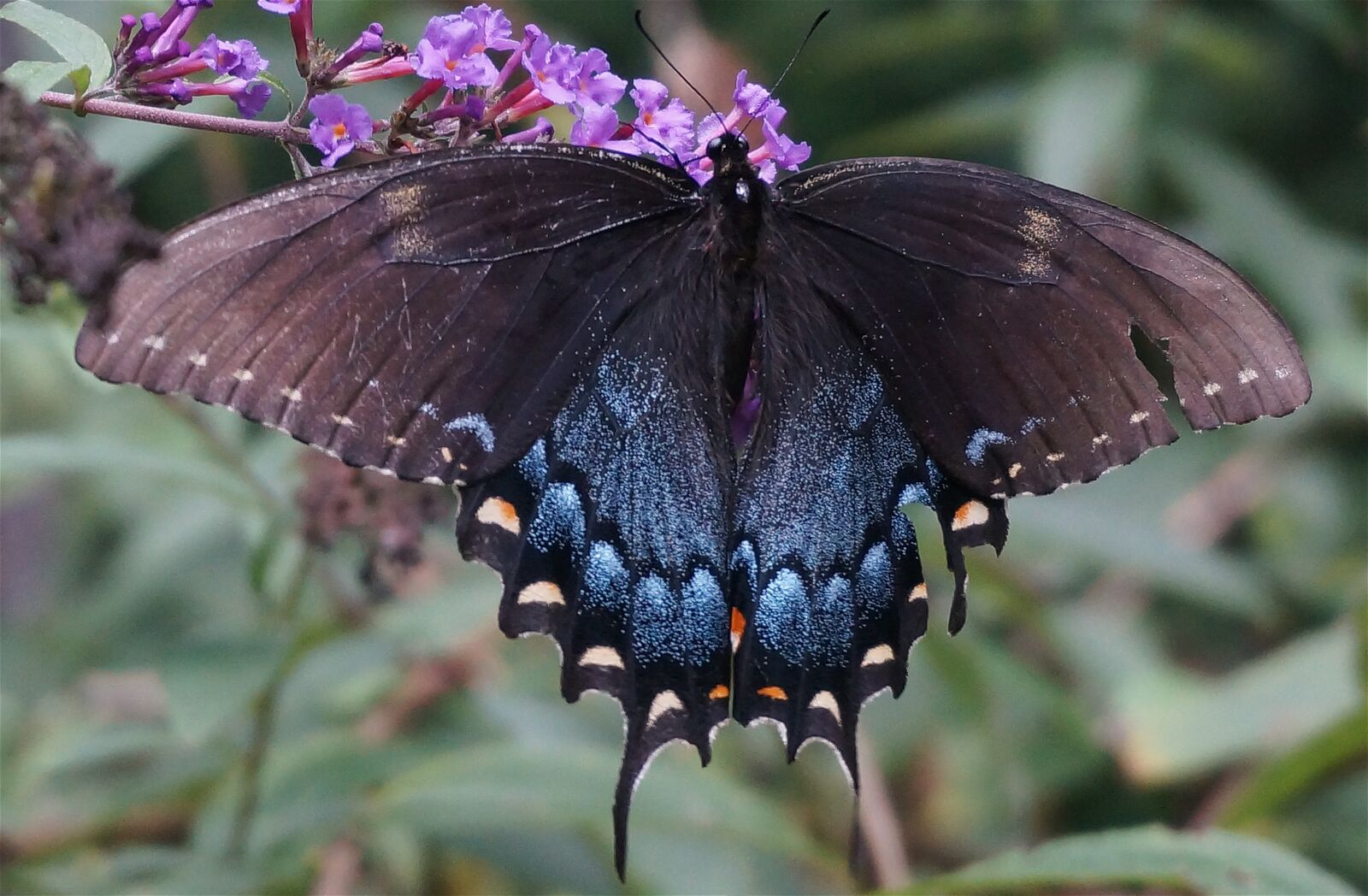 Sony Alpha NEX-5T sample photo. Hybrid black swallowtail butterfly photography